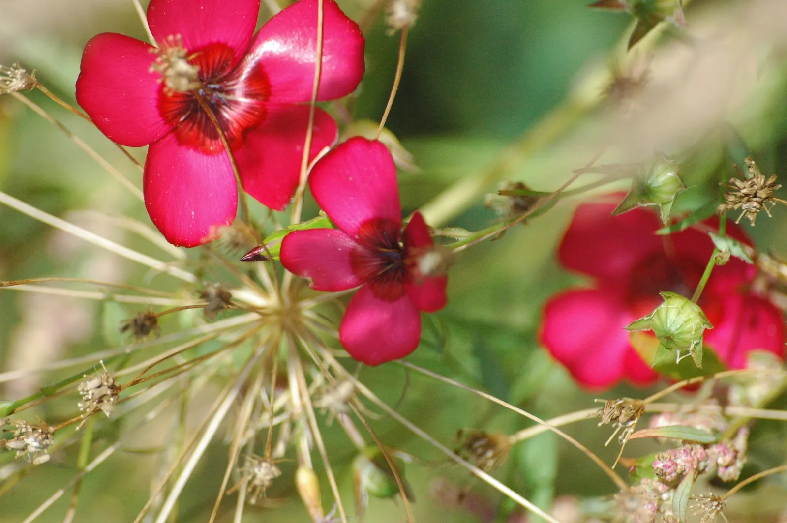 Red Flowering Flax (Linum Grandiflorum 'Rubrum') — The Red Flowering Flax (Linum grandiflorum 'Rubrum') is a striking annual, boasting vibrant scarlet blooms