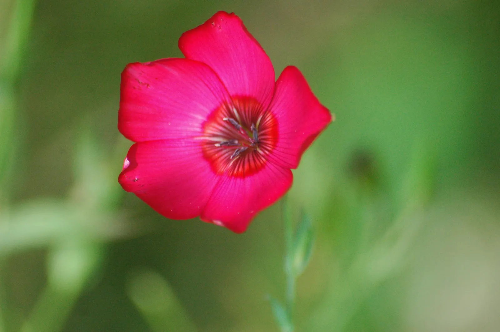 Red Flowering Flax (Linum Grandiflorum 'Rubrum') — annual for full or half