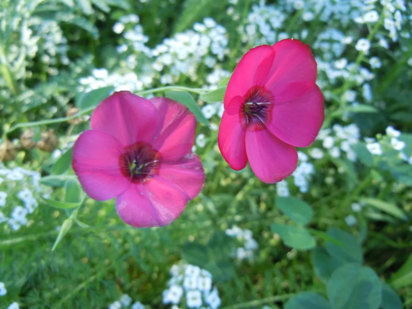 Red Flowering Flax (Linum Grandiflorum 'Rubrum') — crimson flowers that measure roughly 1 to 1.5 inches across; red Flowering Flax performs best in, image 57
