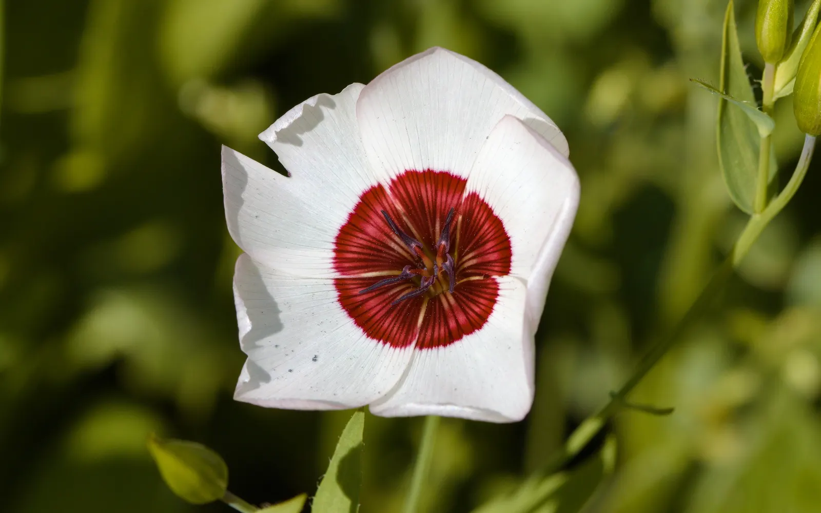 Red Flowering Flax (Linum Grandiflorum 'Rubrum') — this flax variety demands minimal maintenance