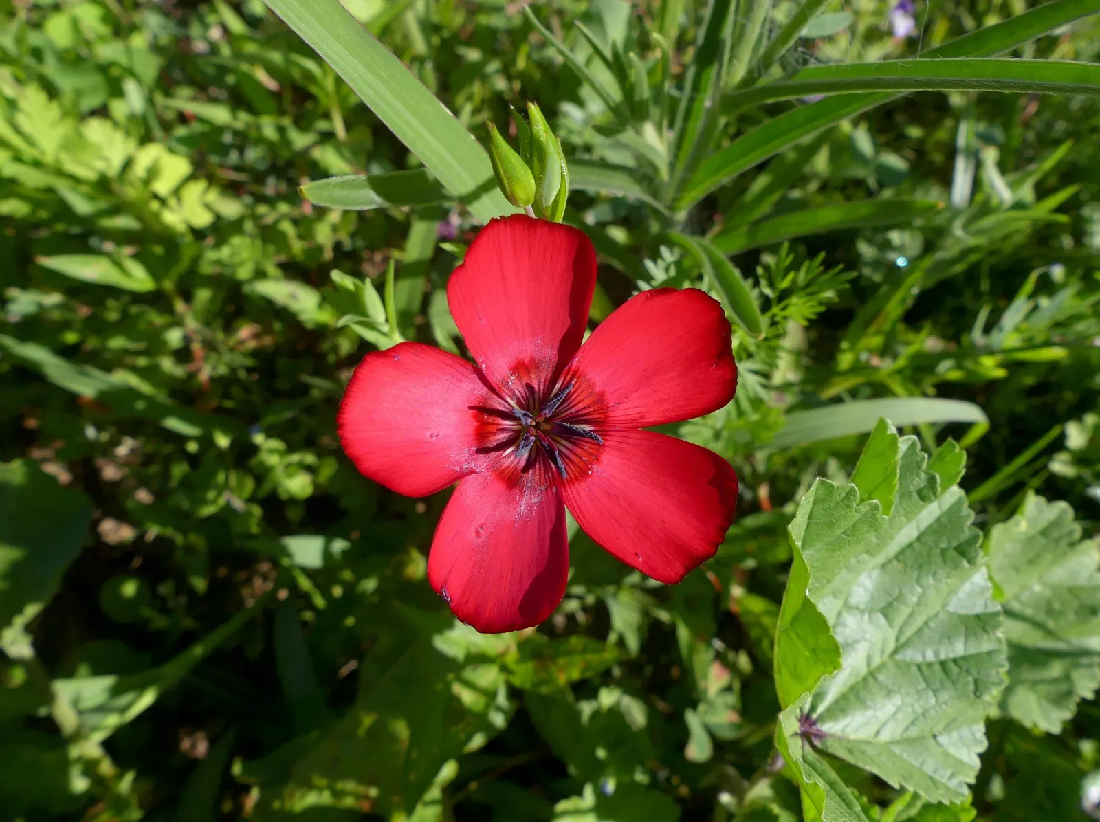 Red Flowering Flax (Linum Grandiflorum 'Rubrum') — is a captivating annual that brings a burst of vibrant hues to any landscape design; adding a splash of