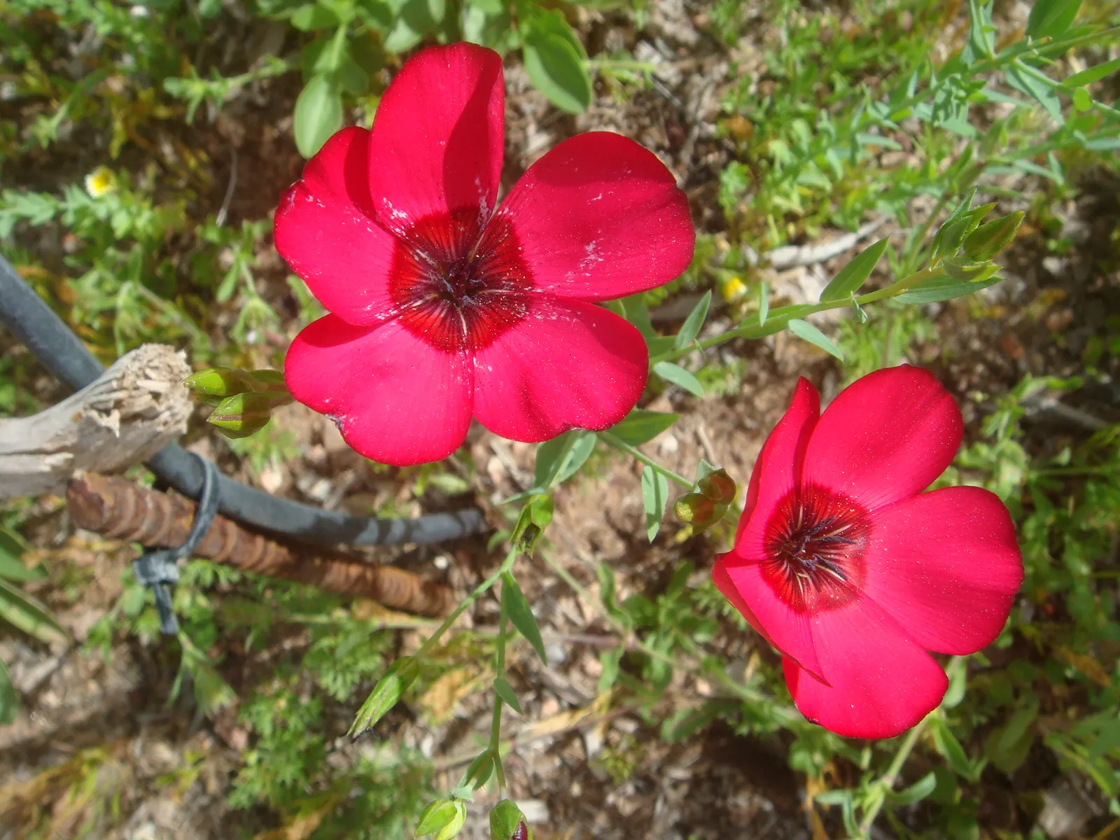 Red Flowering Flax (Linum Grandiflorum 'Rubrum') — Red Flowering Flax performs best in well-drained soil and thrives in USDA hardiness zones 5 through 9