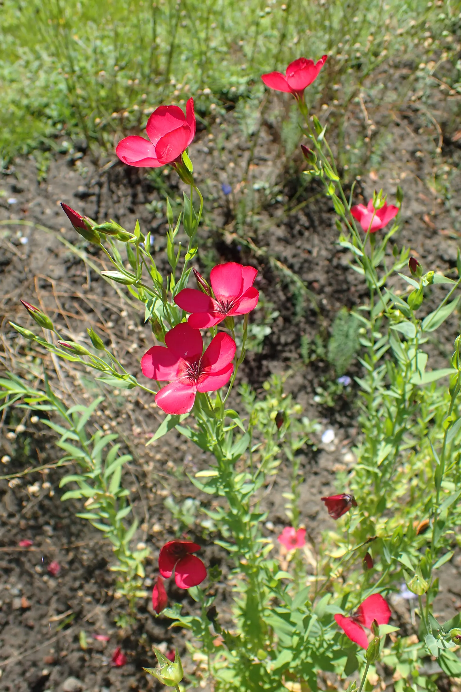 Red Flowering Flax (Linum Grandiflorum 'Rubrum') — annual with red blooms