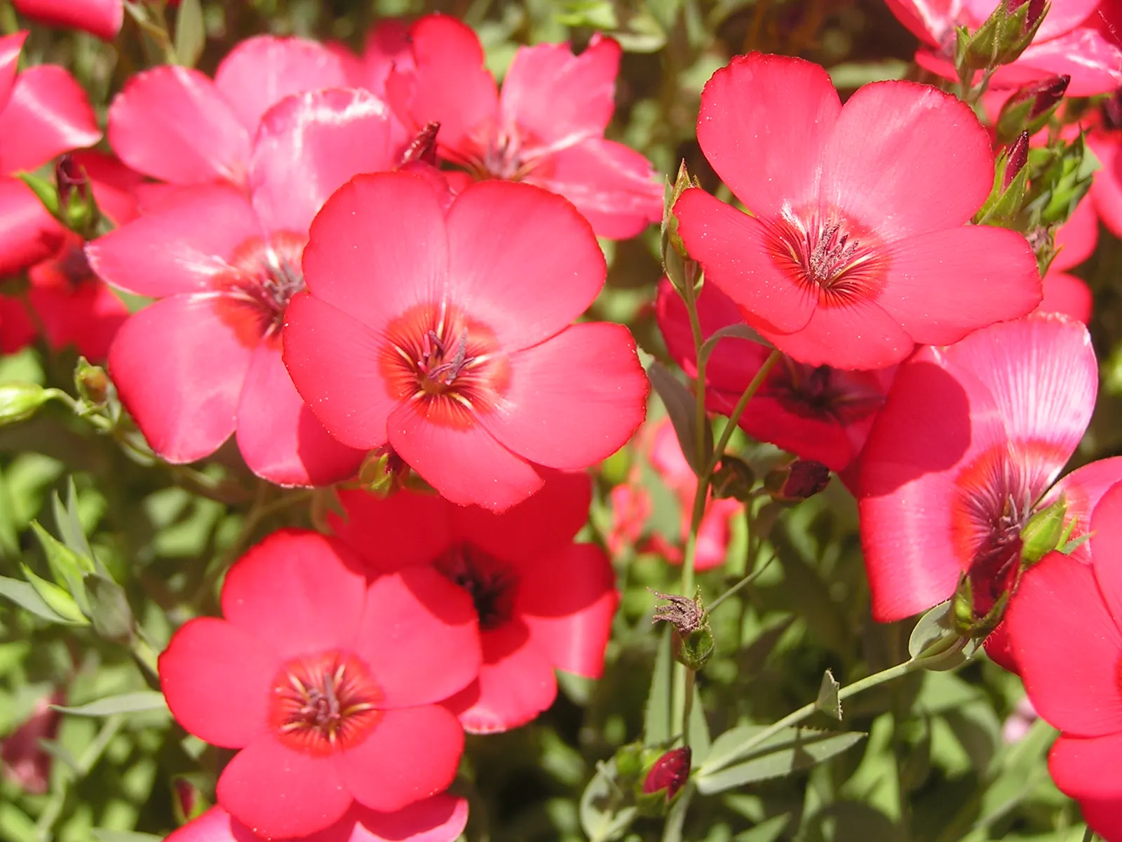 Red Flowering Flax (Linum Grandiflorum 'Rubrum') — This drought-tolerant flax thrives in full sun and well-drained soil; the Red Flowering Flax, image 52
