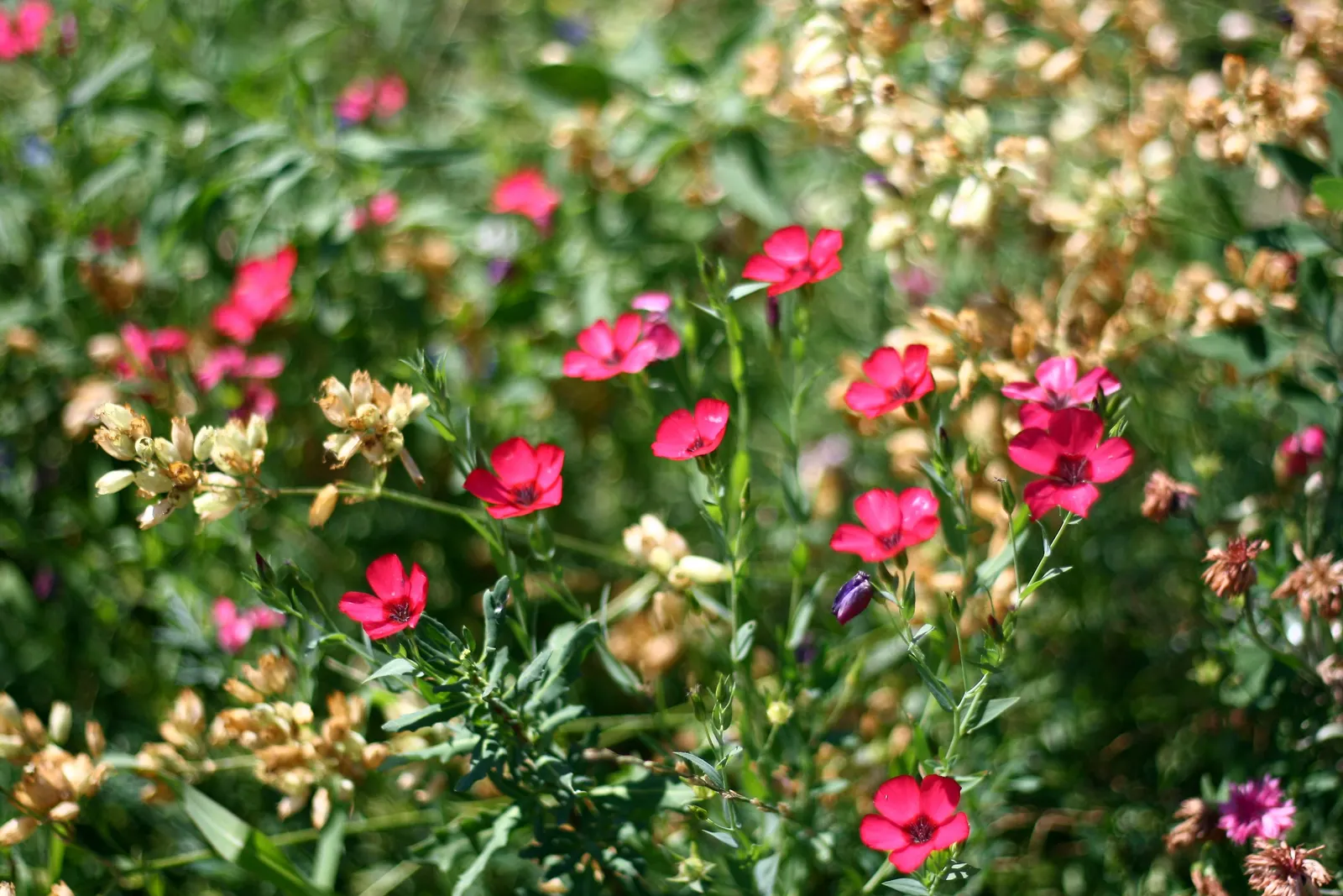 Red Flowering Flax (Linum Grandiflorum 'Rubrum') — adding a splash of color to borders or mass plantings from late spring to midsummer