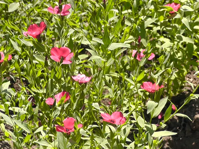 Red Flowering Flax (Linum Grandiflorum 'Rubrum') — This drought-tolerant flax thrives in full sun and well-drained soil
