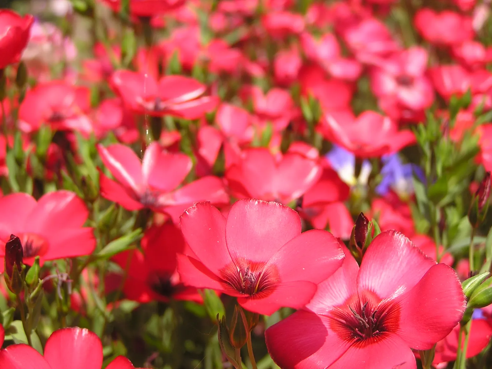 Red Flowering Flax (Linum Grandiflorum 'Rubrum') — this flax variety demands minimal maintenance; annual with red blooms