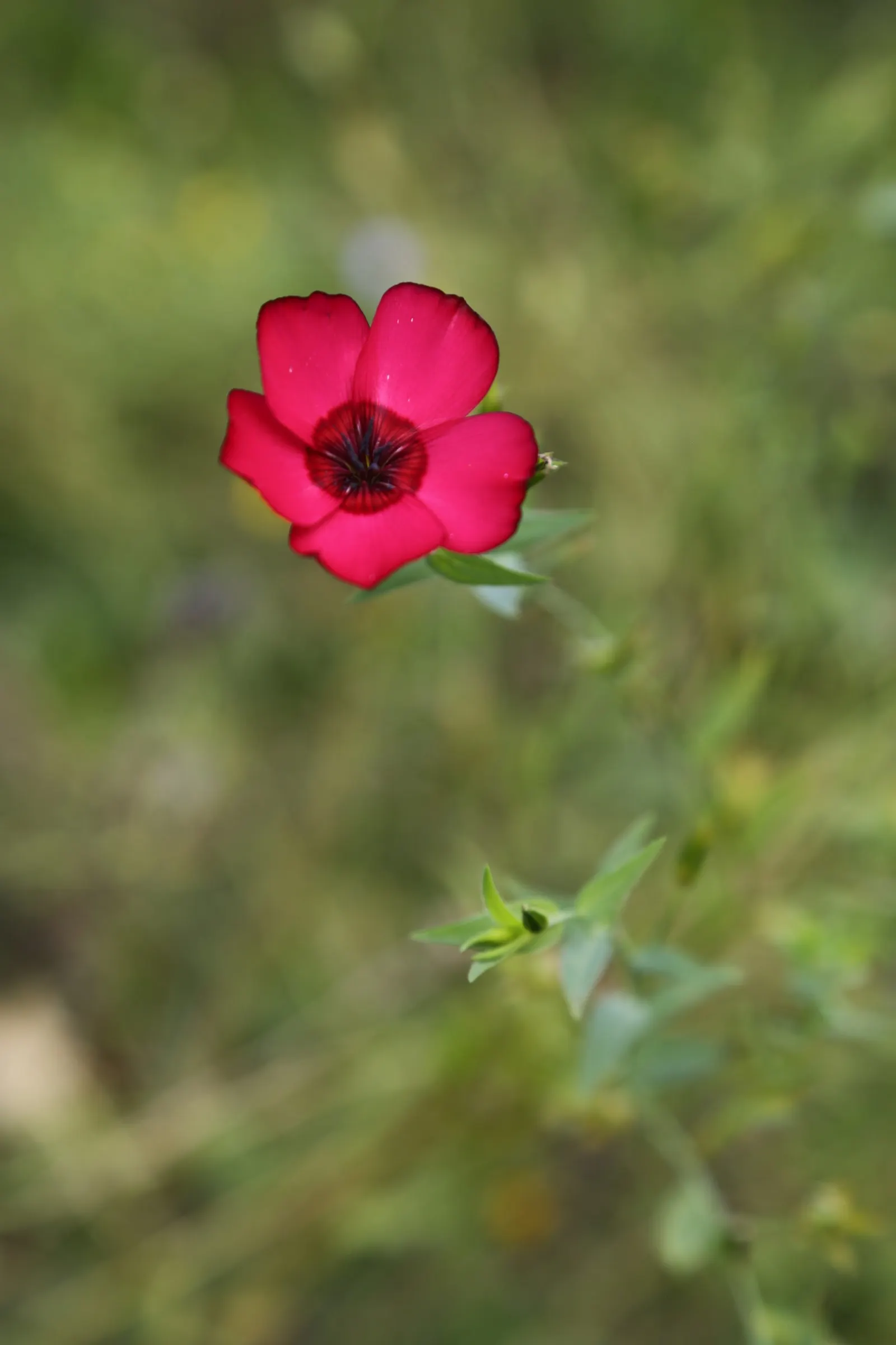Red Flowering Flax (Linum Grandiflorum 'Rubrum') — it reaches up to 18 inches in height and 10 inches in width; the Red Flowering Flax is a boon - it beckons