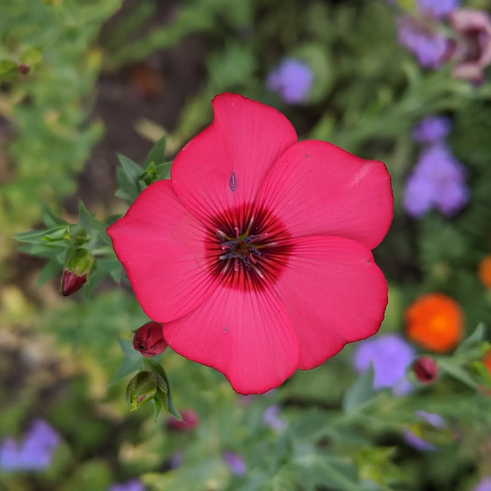 Red Flowering Flax (Linum Grandiflorum 'Rubrum') — it reaches up to 18 inches in height and 10 inches in width; the Red Flowering Flax is a boon, image 51