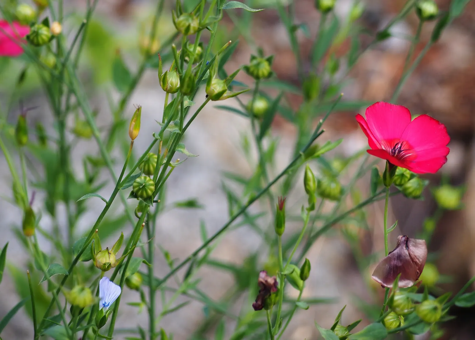 Red Flowering Flax (Linum Grandiflorum 'Rubrum') — Deadhead for prolonged flowering; it is drought-tolerant once established, requiring only occasional