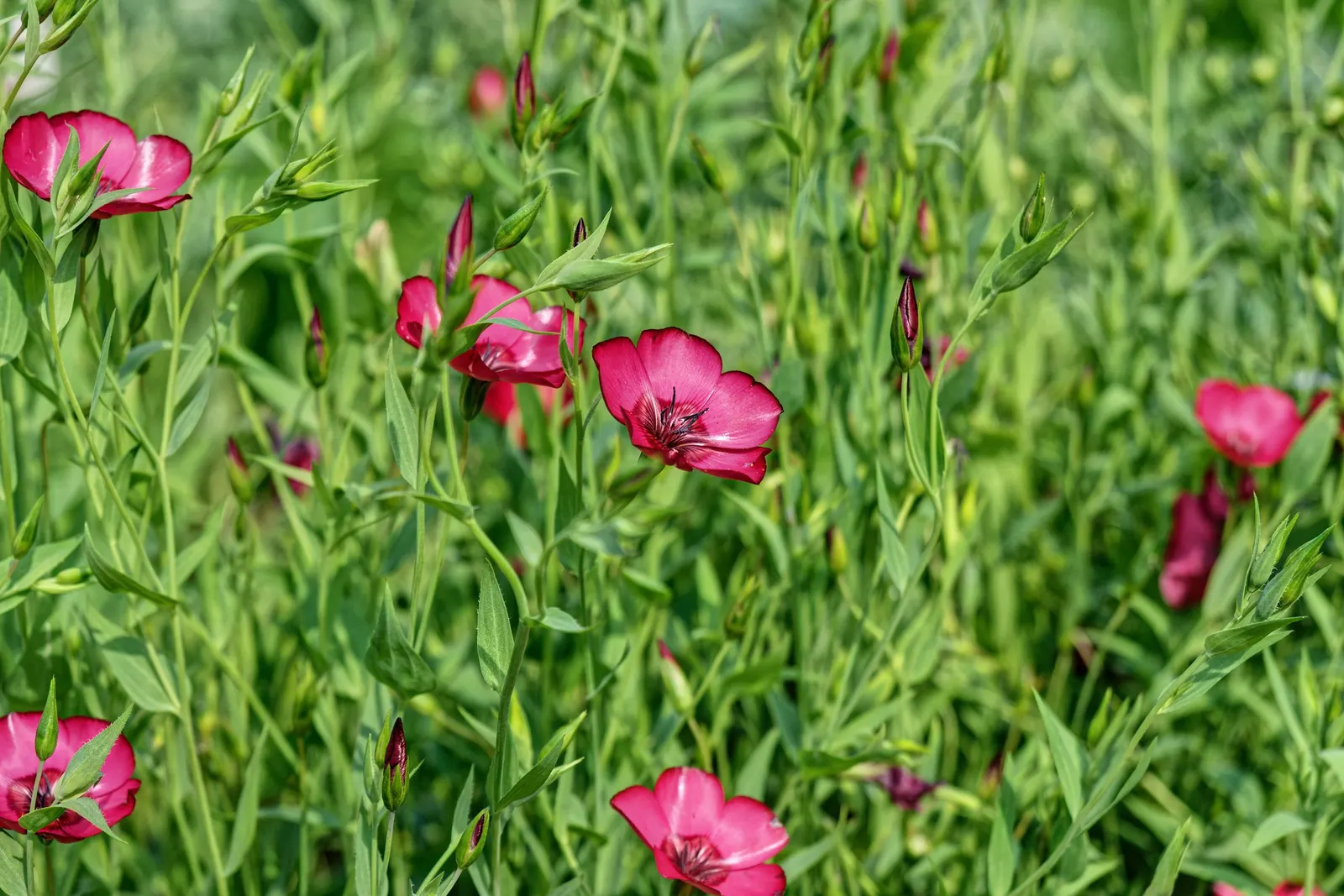 Red Flowering Flax (Linum Grandiflorum 'Rubrum') — scientifically named Linum grandiflorum 'Rubrum'; red flowers in the garden