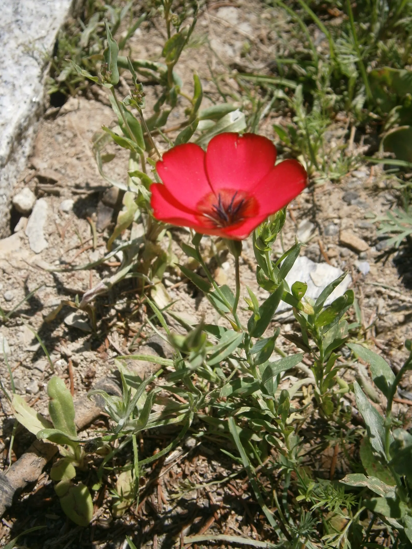 Red Flowering Flax (Linum Grandiflorum 'Rubrum') — lance-shaped leaves provide an elegant backdrop; displaying its resilience in varied climatic