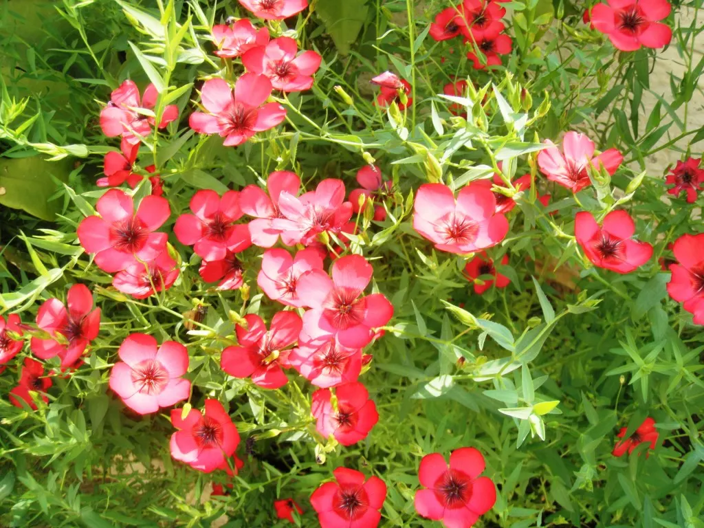 Red Flowering Flax (Linum Grandiflorum 'Rubrum') — Deadhead for prolonged flowering; it is drought-tolerant once established, requiring only, image 54
