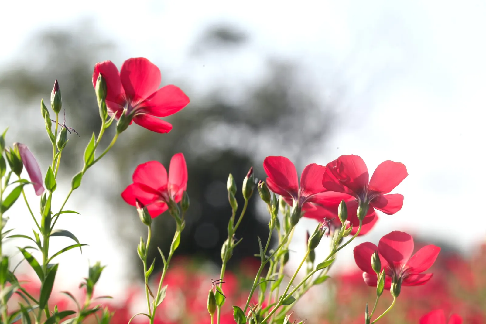 Red Flowering Flax (Linum Grandiflorum 'Rubrum') — making it an ideal choice for borders; enhancing the eco-friendliness of the space