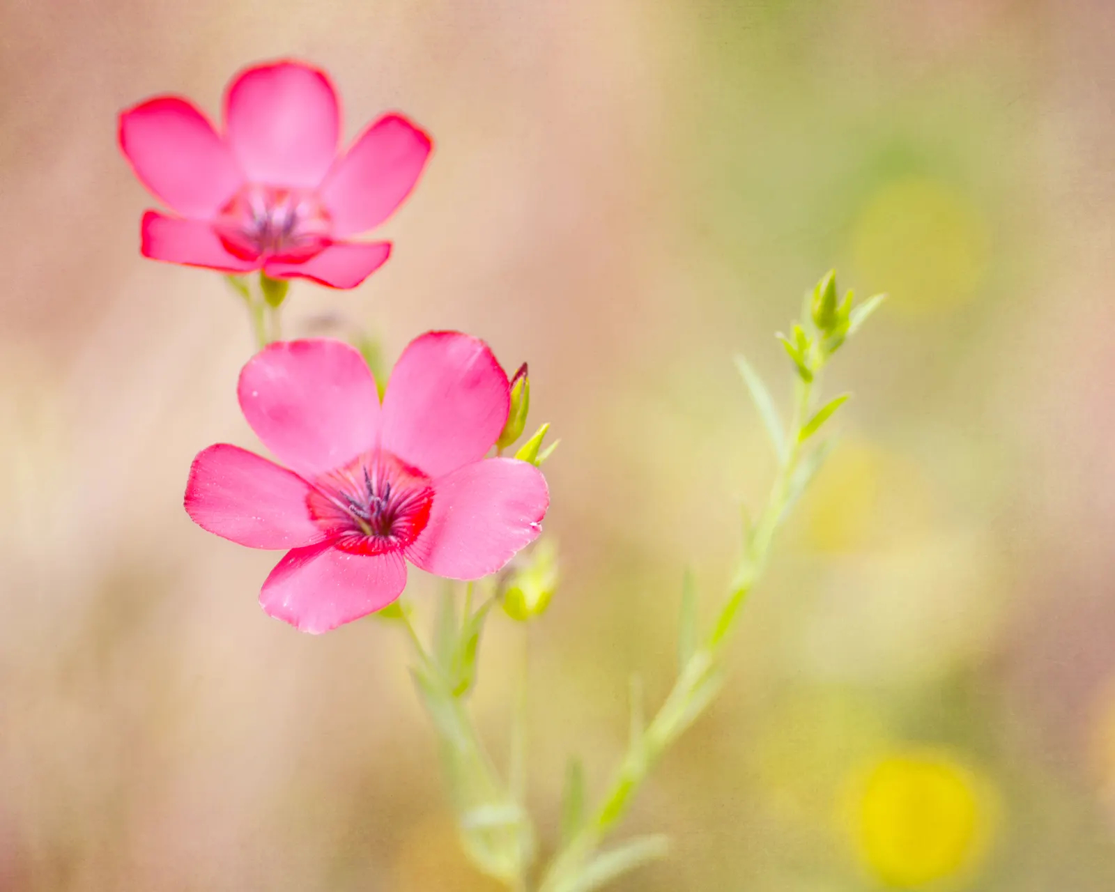 Red Flowering Flax (Linum Grandiflorum 'Rubrum') — adding a splash of color to borders or mass plantings from late spring to midsummer; is a, image 53