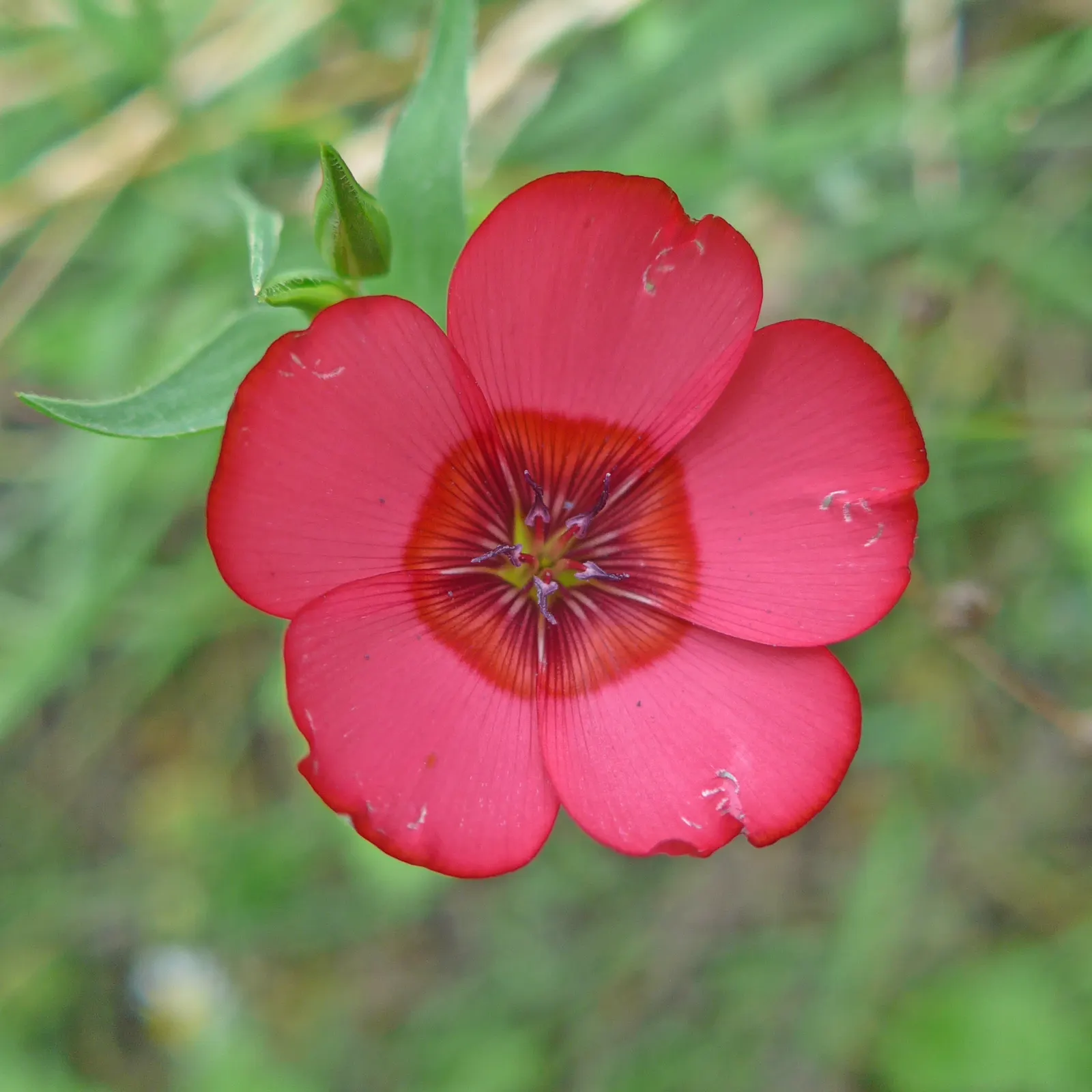 Red Flowering Flax (Linum Grandiflorum 'Rubrum') — scientifically named Linum grandiflorum 'Rubrum'; red flowers in the garden, image 55