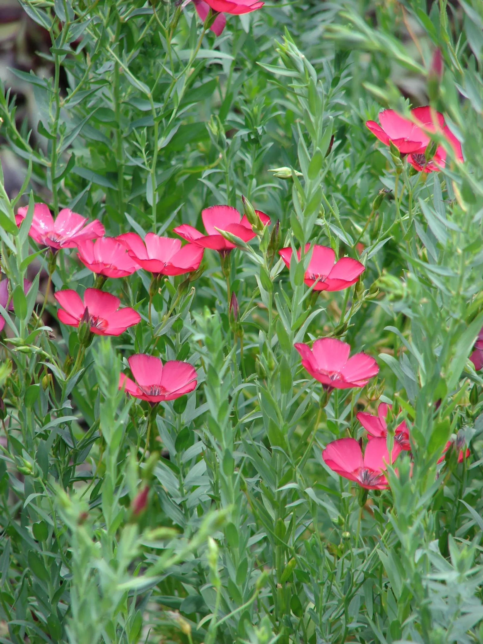 Red Flowering Flax (Linum Grandiflorum 'Rubrum') — allowing the radiant blooms to stand out spectacularly.<br><br>For clients eager to attract, image 41