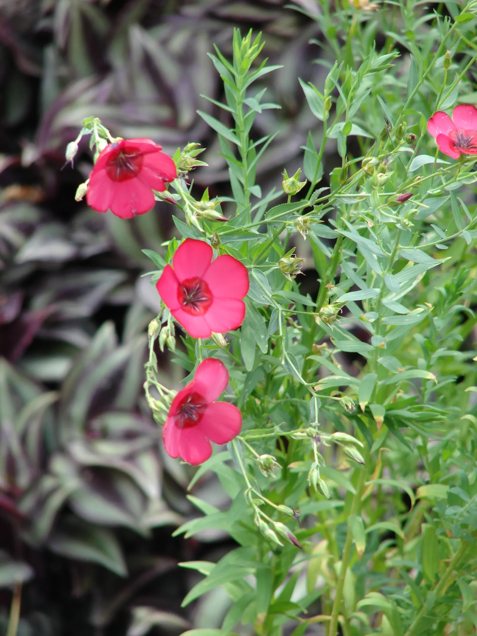 Red Flowering Flax (Linum Grandiflorum 'Rubrum') — annual for full or half; marrying aesthetic appeal with ecological benefits