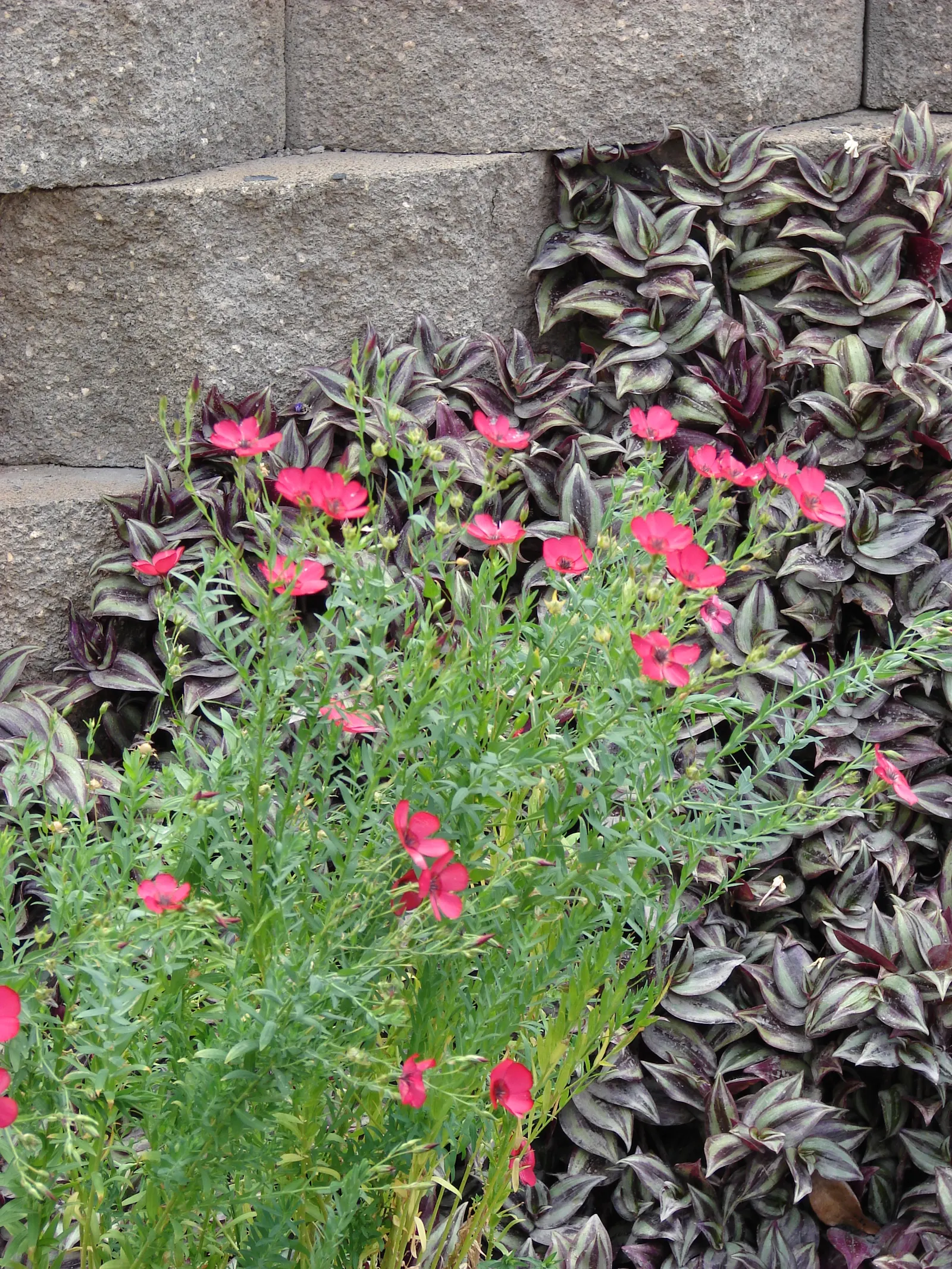 Red Flowering Flax (Linum Grandiflorum 'Rubrum') — red flowers in the garden; scientifically named Linum grandiflorum 'Rubrum'