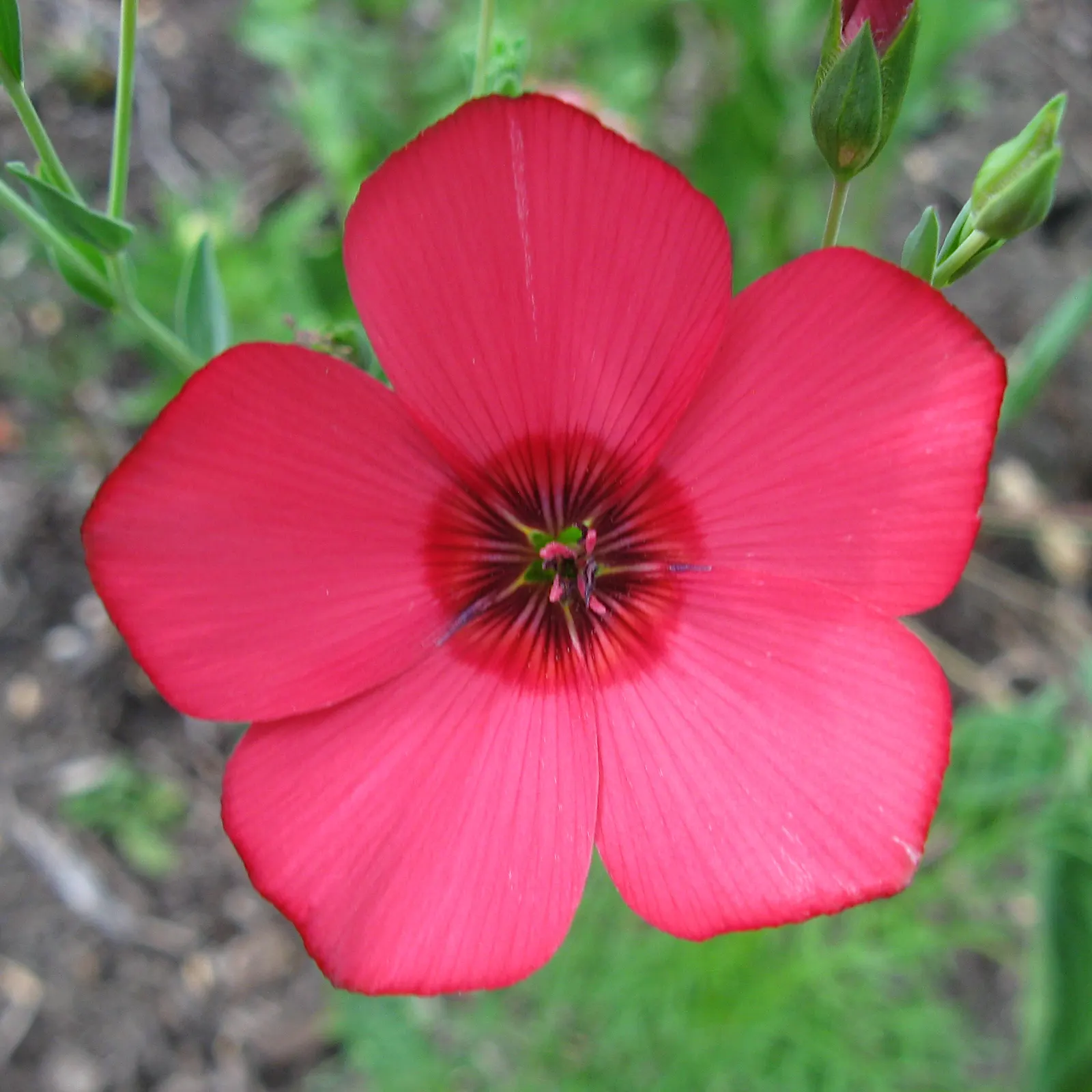 Red Flowering Flax (Linum Grandiflorum 'Rubrum') — lance-shaped leaves provide an elegant backdrop
