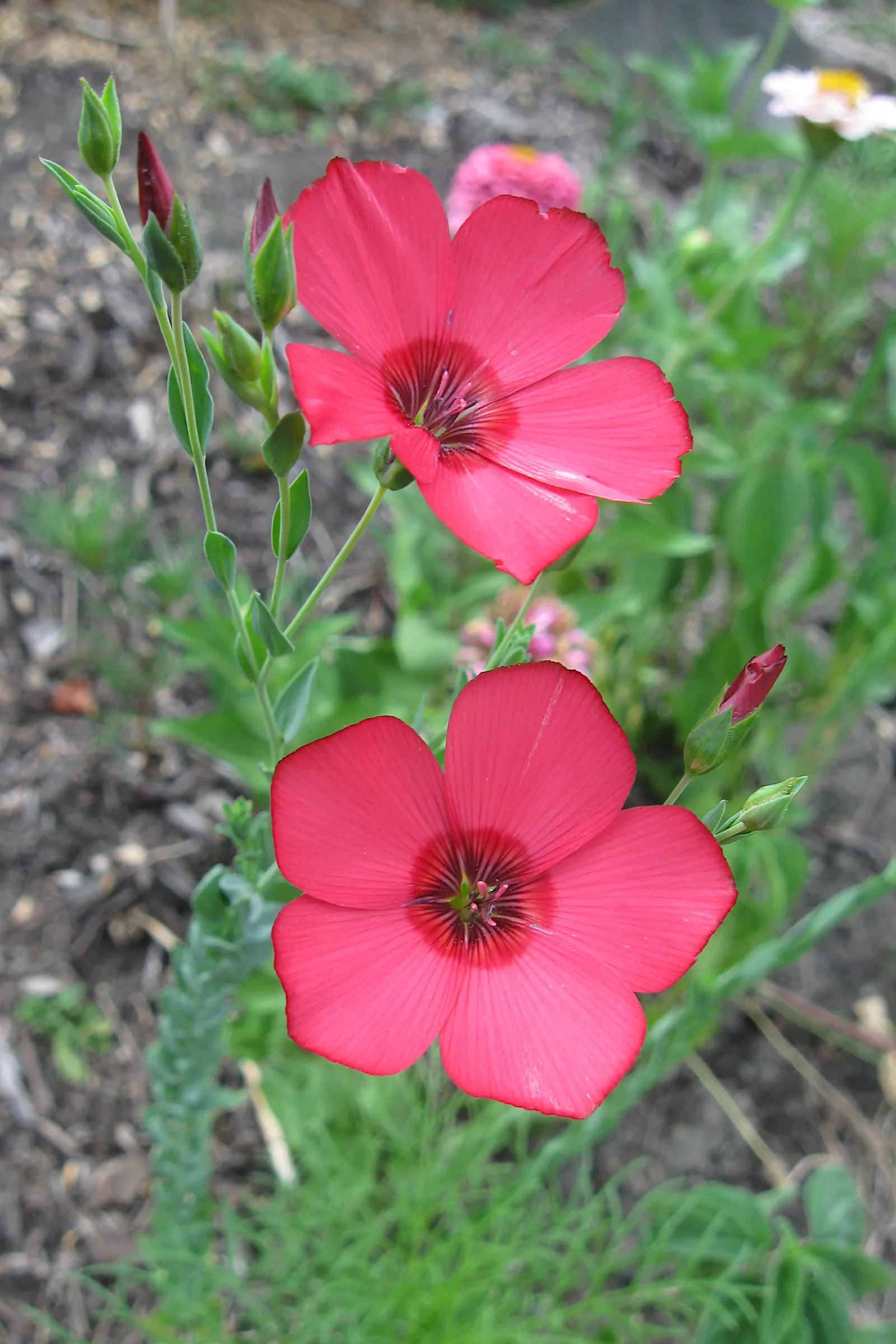 Red Flowering Flax (Linum Grandiflorum 'Rubrum') — enhancing the eco-friendliness of the space