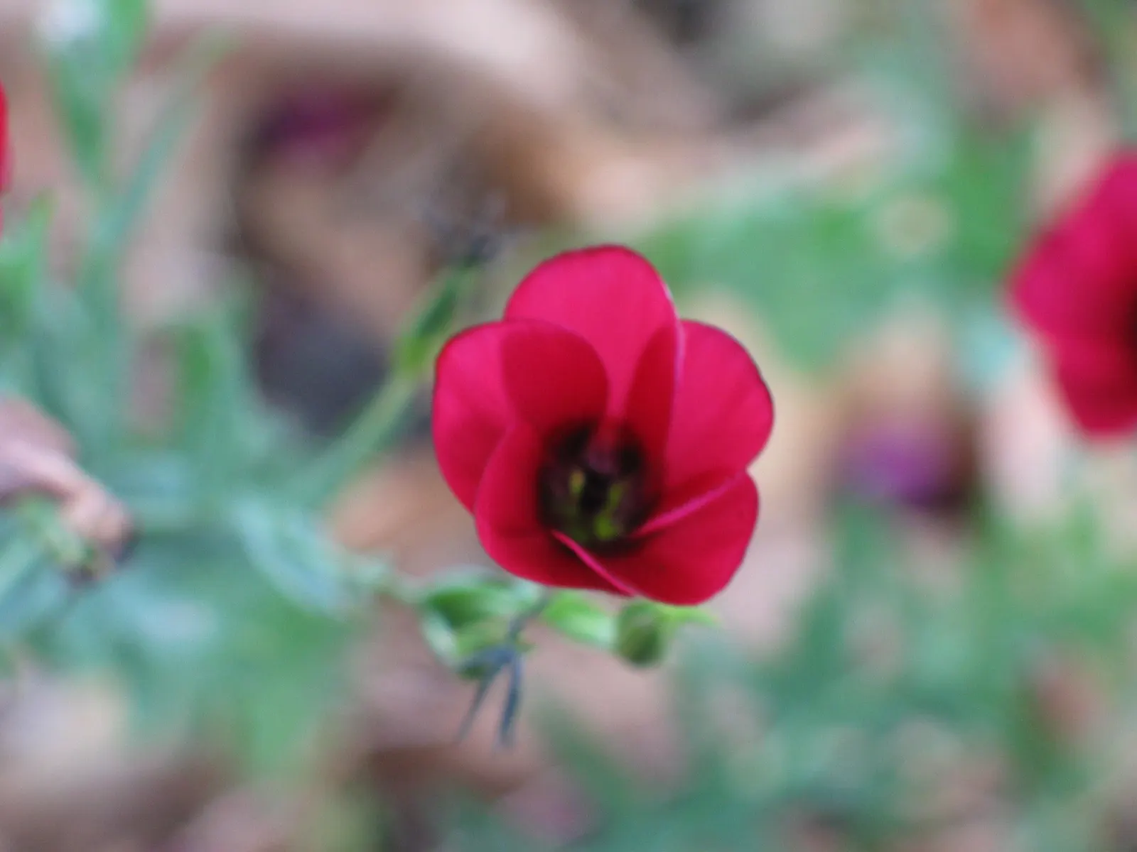 Red Flowering Flax (Linum Grandiflorum 'Rubrum') — adding a splash of color to borders or mass plantings from late spring to midsummer; is a captivating annual