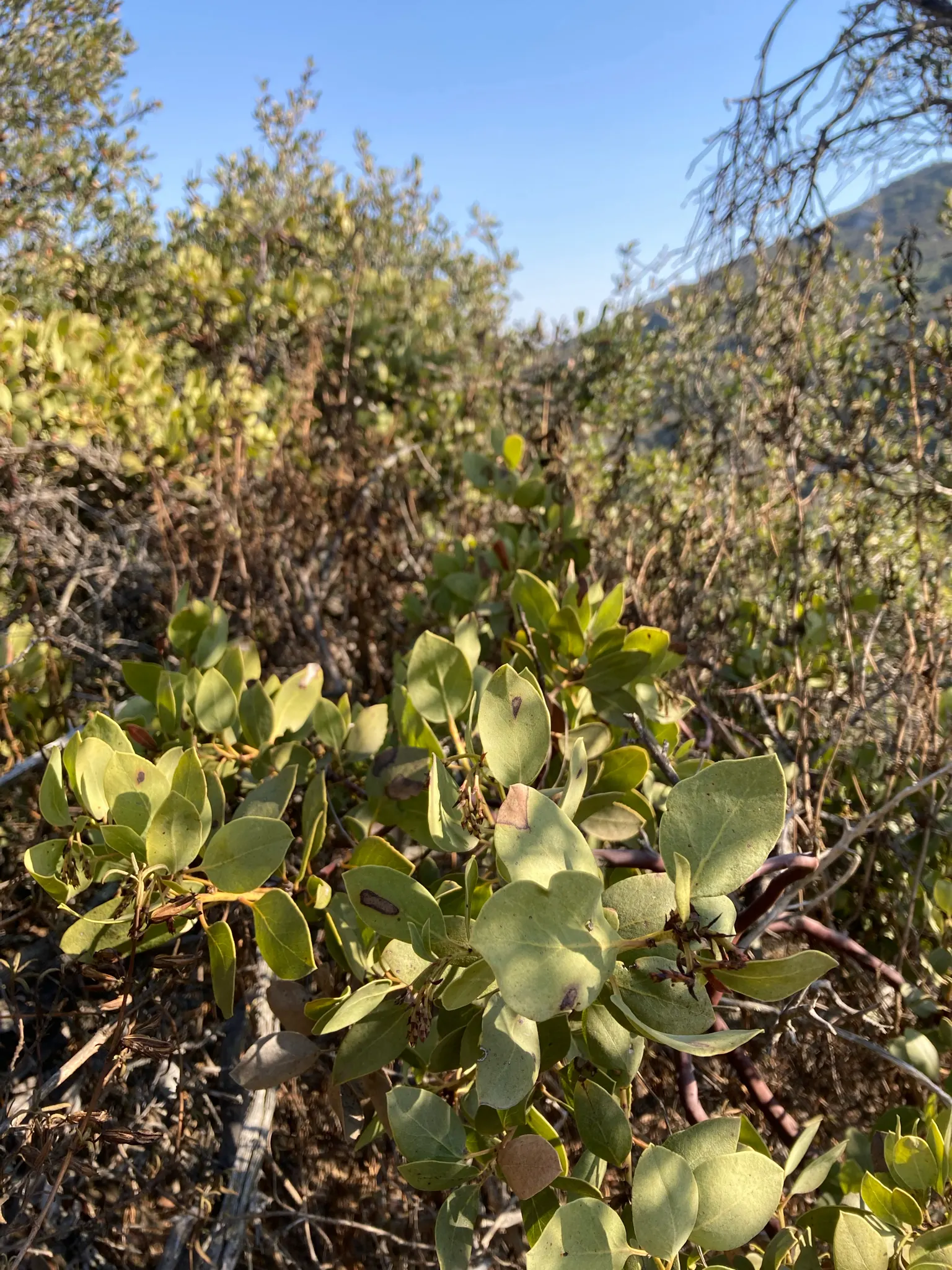 California Scrub Oak (Quercus berberidifolia) — it thrives in sun or partial shade and tolerates drought conditions once established