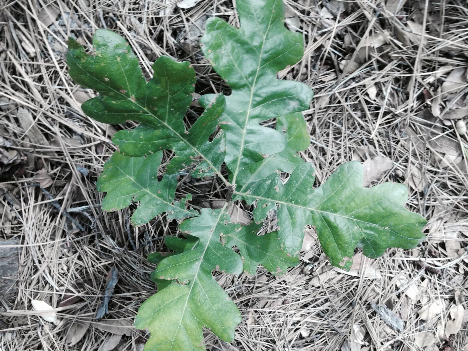 California Scrub Oak (Quercus berberidifolia) — making it suitable for diverse landscape designs