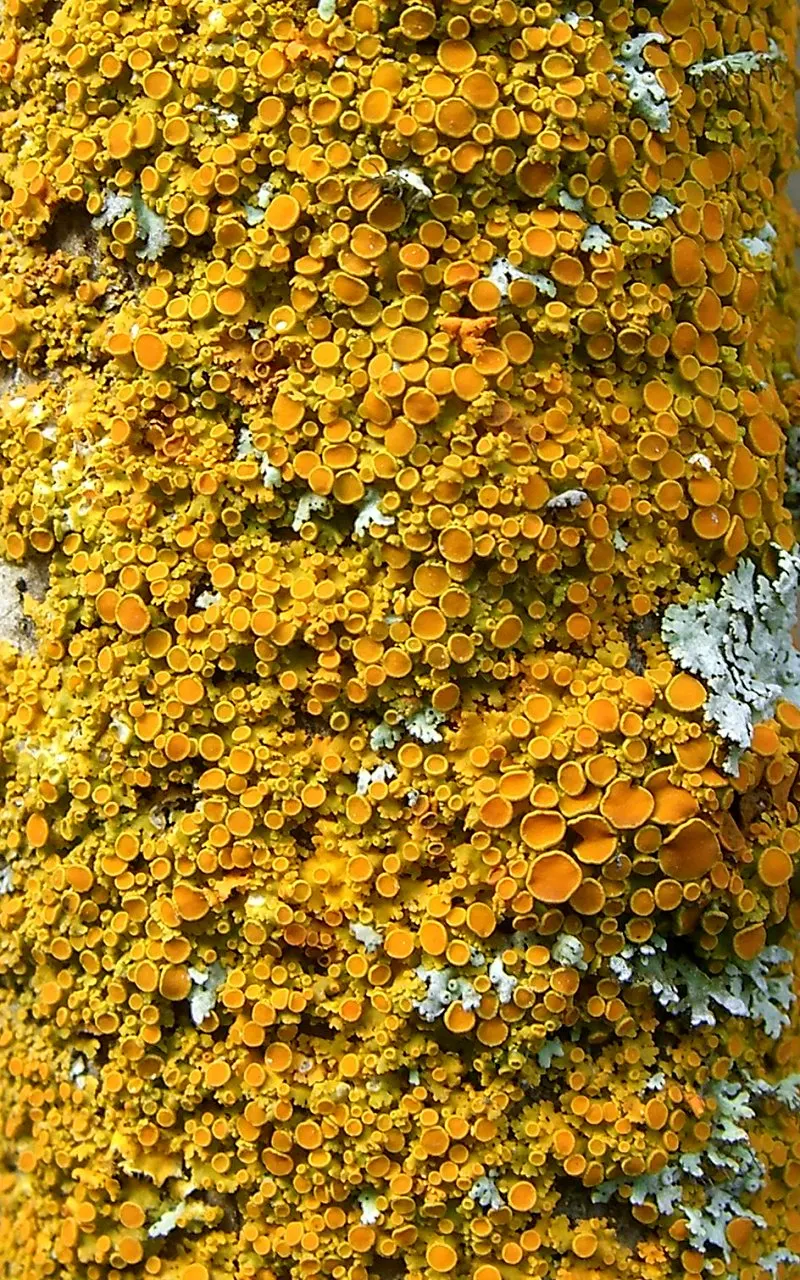 California Scrub Oak (Quercus berberidifolia) — The California Scrub Oak (Quercus berberidifolia) is a hardy, evergreen shrub native to California