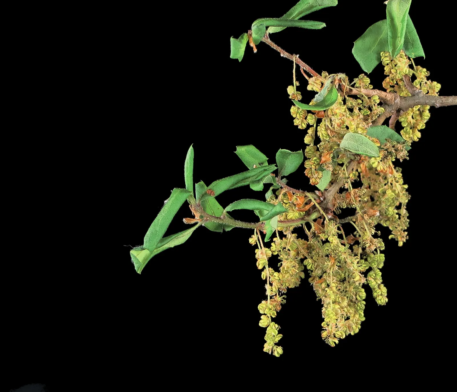 California Scrub Oak (Quercus berberidifolia) — Typically reaching 6-15 feet tall