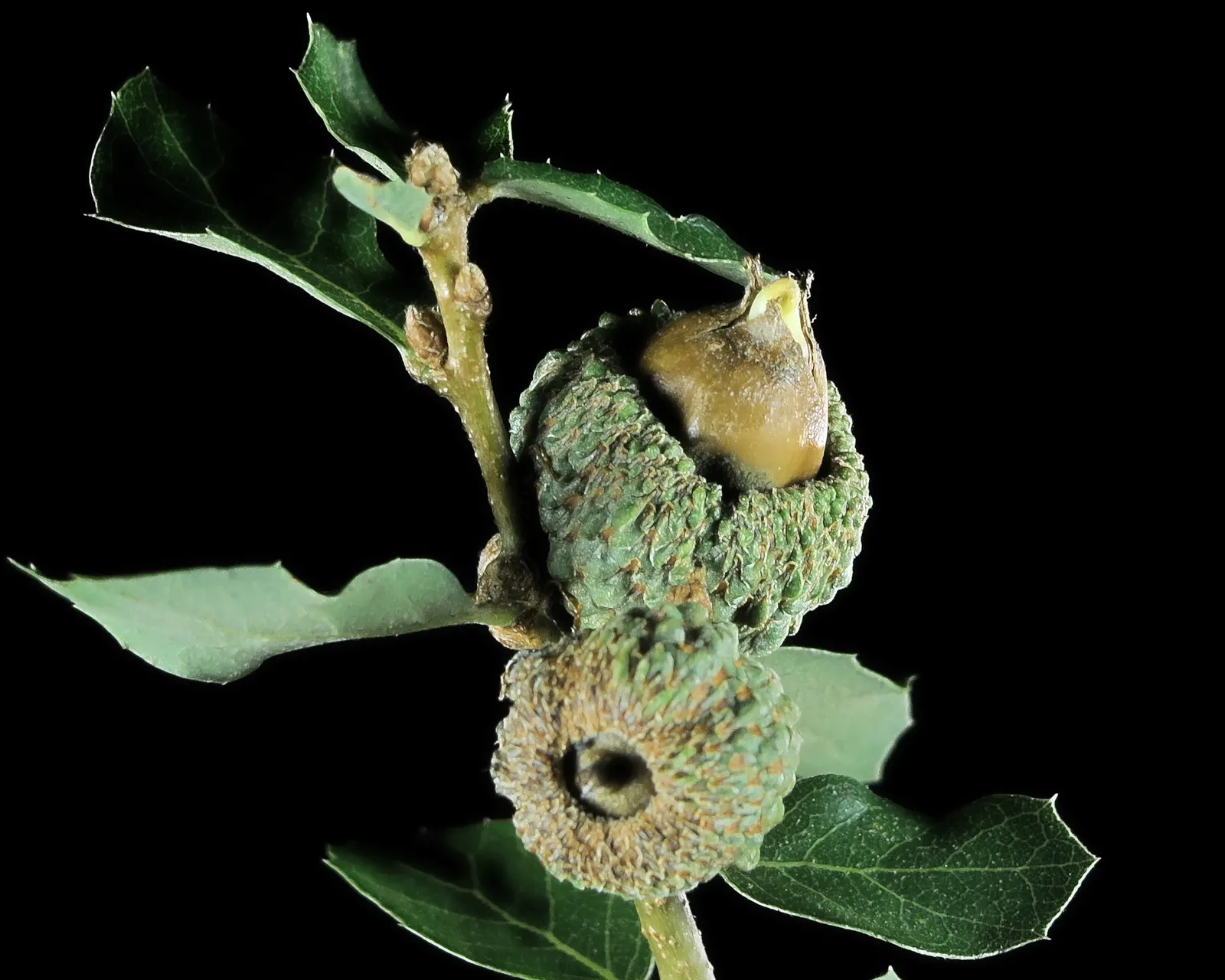 California Scrub Oak (Quercus berberidifolia) — Its dark green, holly-like leaves and acorns offer food and shelter for wildlife