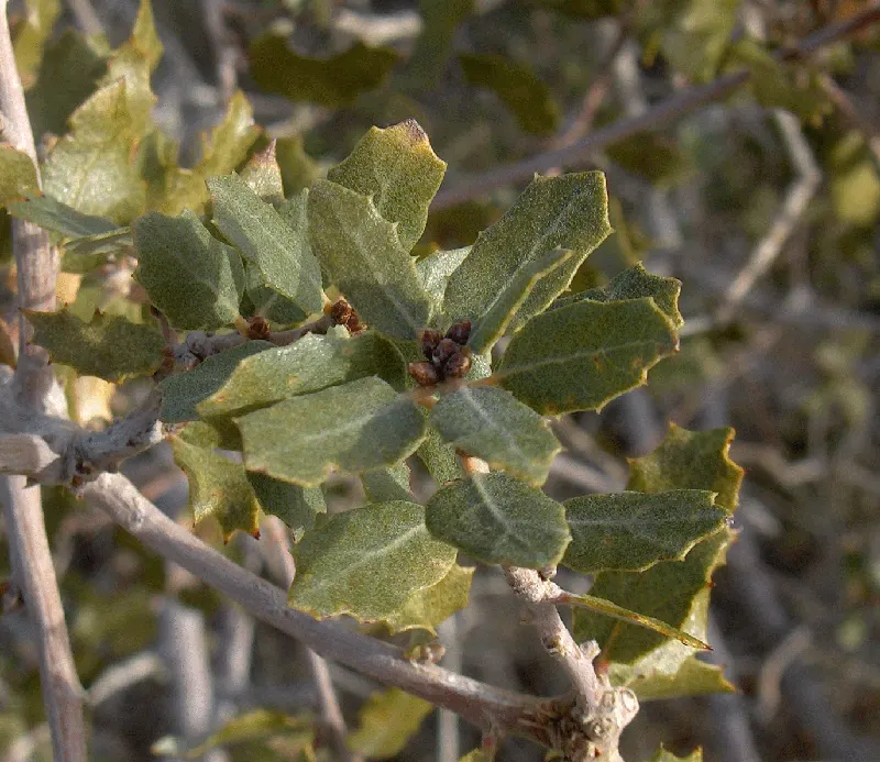 California Scrub Oak (Quercus berberidifolia) — this oak adds rugged beauty and requires minimal maintenance