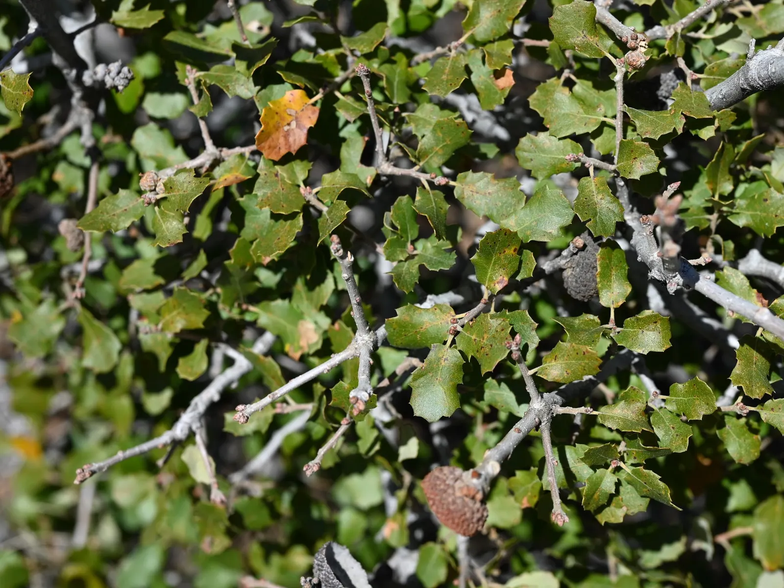 California Scrub Oak (Quercus berberidifolia) — though it prefers well-draining soil