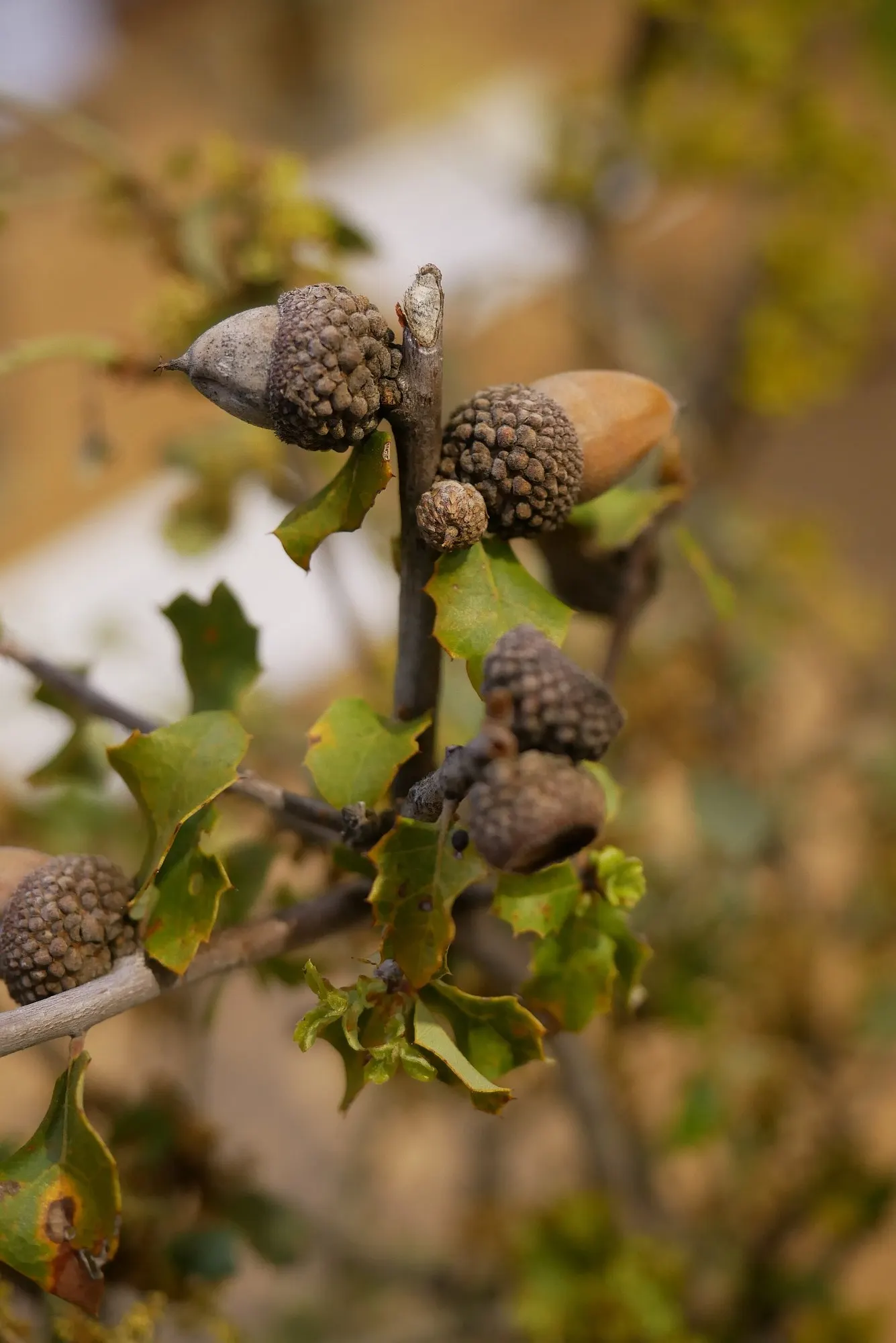 California Scrub Oak (Quercus berberidifolia) — this oak does produce acorns that are an important food source for local wildlife