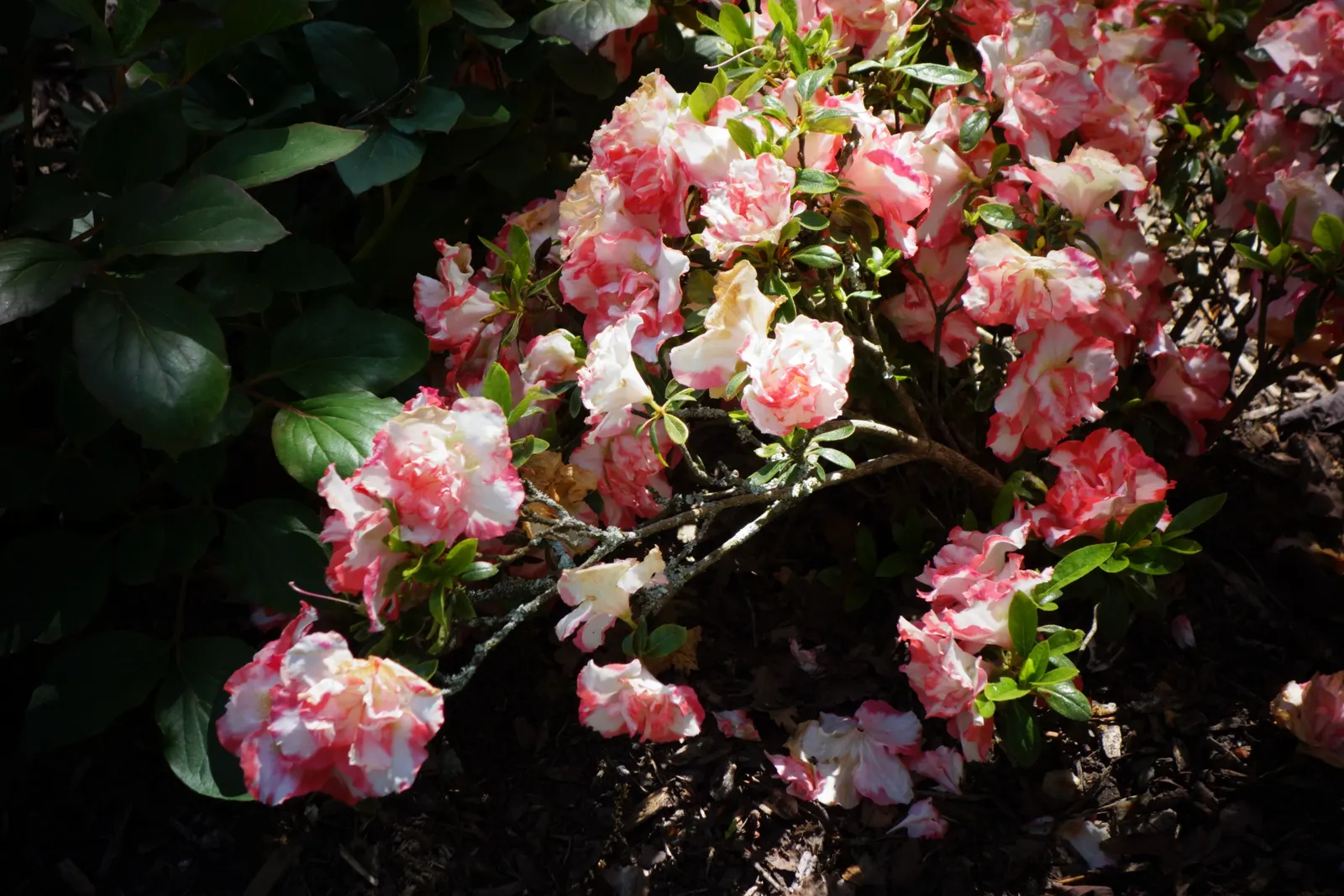 Albert-Elizabeth Rhododendron (Rhododendron 'Albert-Elizabeth') — Rhododendron 'Albert-Elizabeth', distinguished by its large magenta flowers, blooms in late