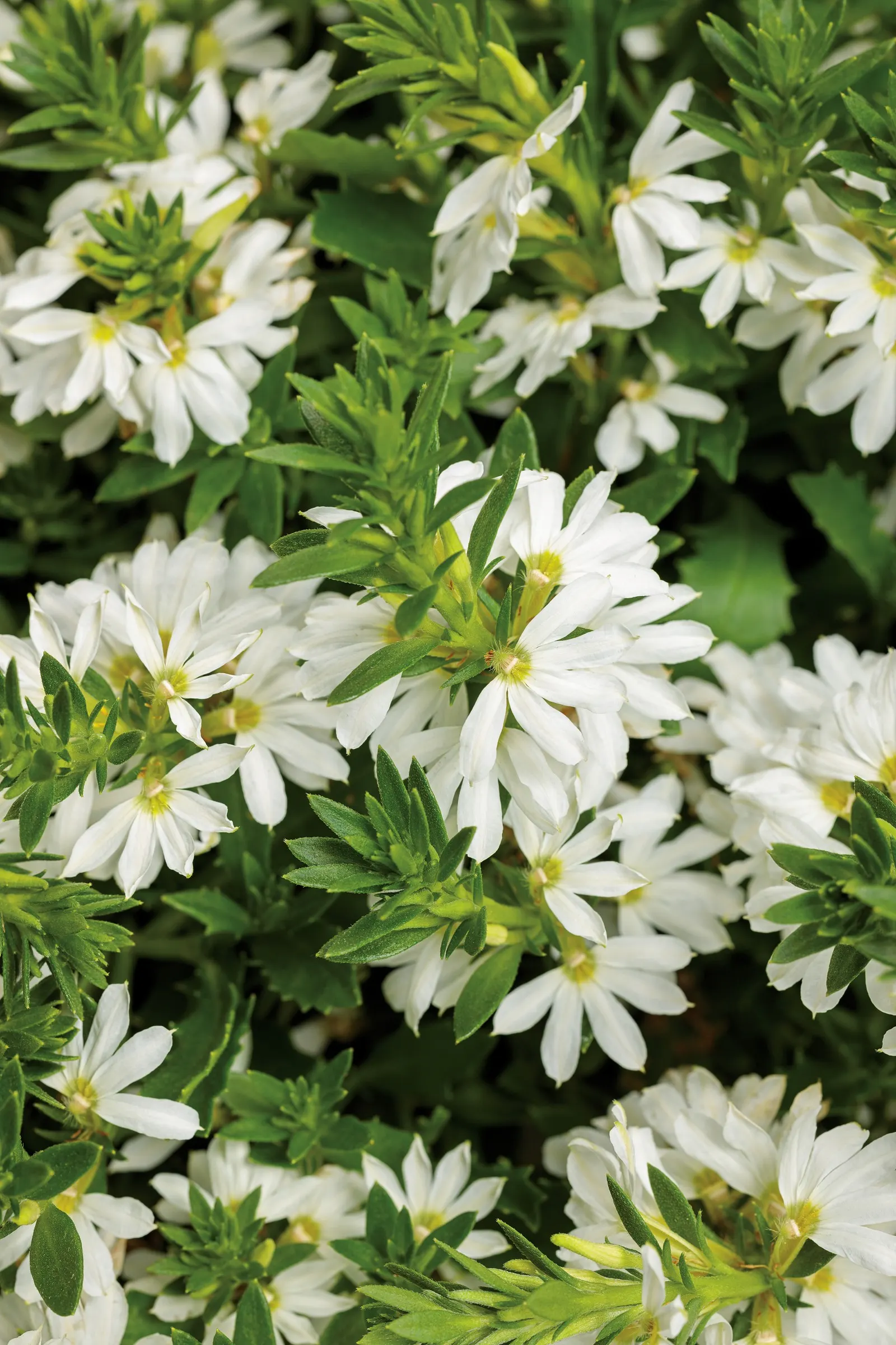 White III fan flower (Scaevola aemula) — commonly referred to as White III fan flower; it is grown as a warm-season annual in most climates