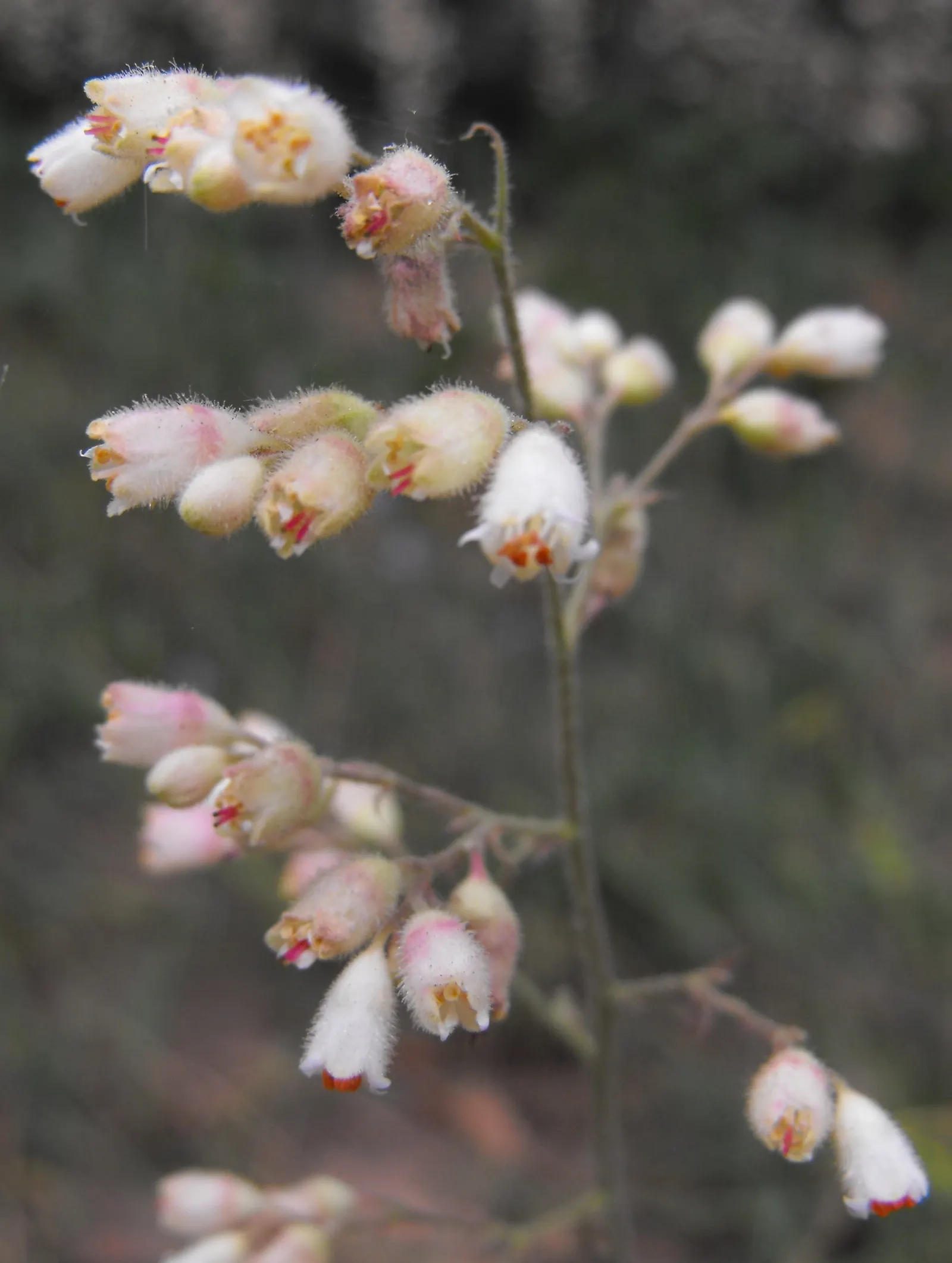 Opal Alum Root Hybrid (Heuchera 'Opal') — commonly known as Opal Alum Root Hybrid