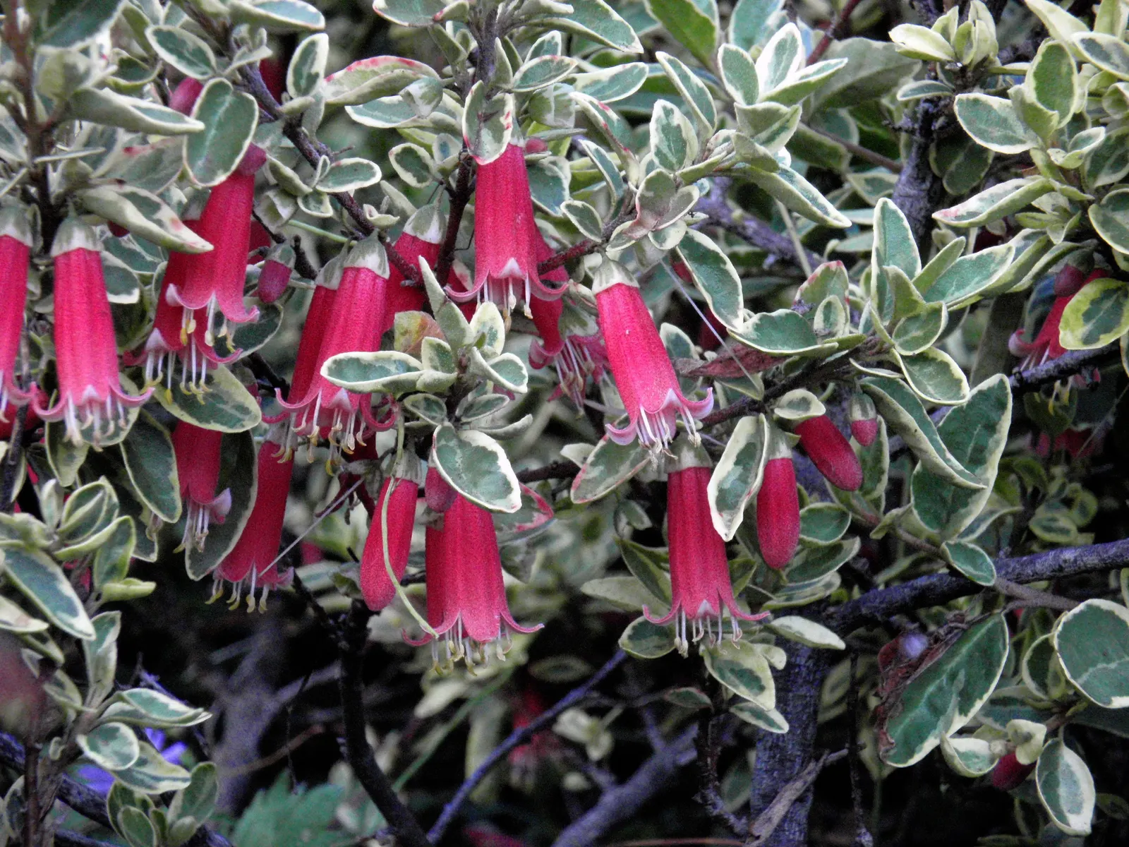 Wyn's Wonder Australian Fuchsia (Correa 'Wyn's Wonder') — The Correa 'Wyn's Wonder', or Wyn' Wonder Australian Fuchsia, is a striking evergreen shrub