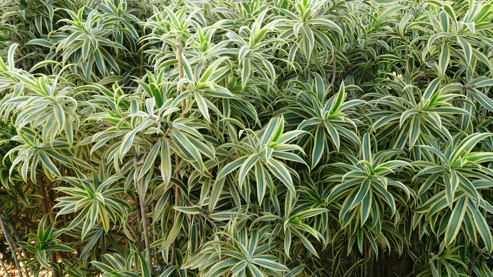 Song Of India (Dracaena Reflexa 'Variegata') — Hardy in USDA zones 10-12, it reaches up to 6 feet tall and 3 feet wide, thriving in partial shade