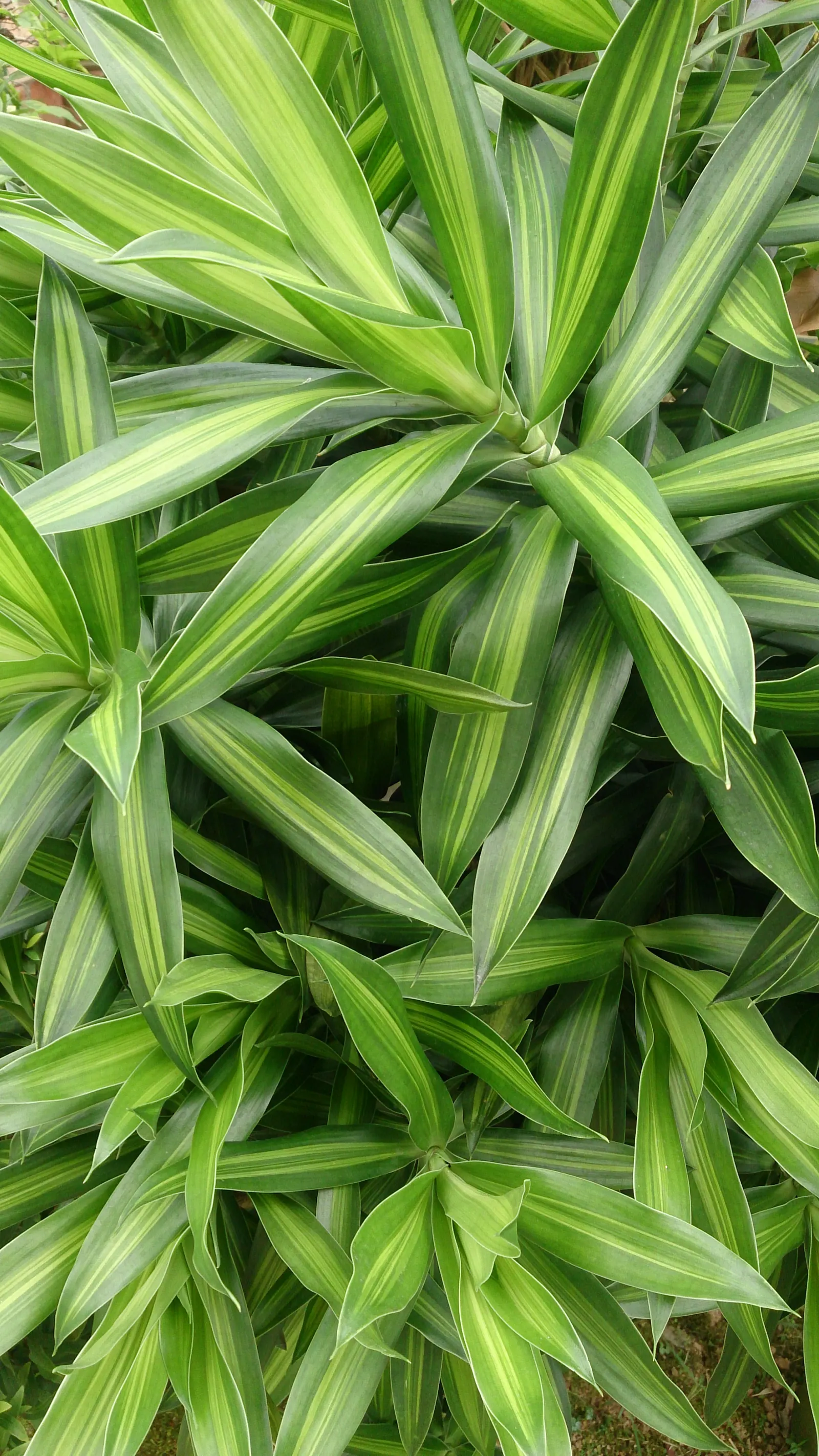 Song Of India (Dracaena Reflexa 'Variegata') — making it versatile for various landscape scenarios