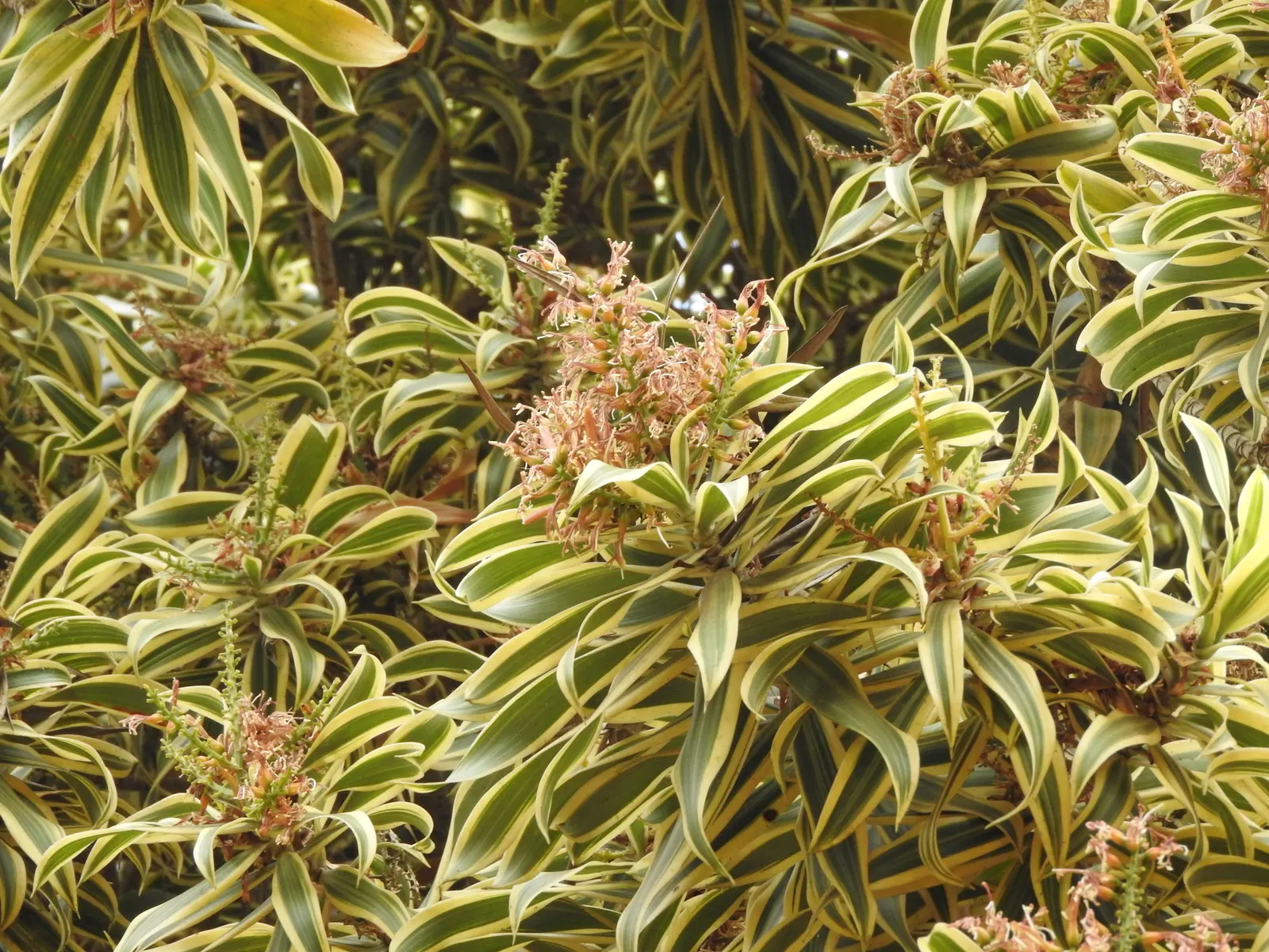 Song Of India (Dracaena Reflexa 'Variegata') — The Song of India (Dracaena reflexa 'Variegata') is a striking evergreen shrub