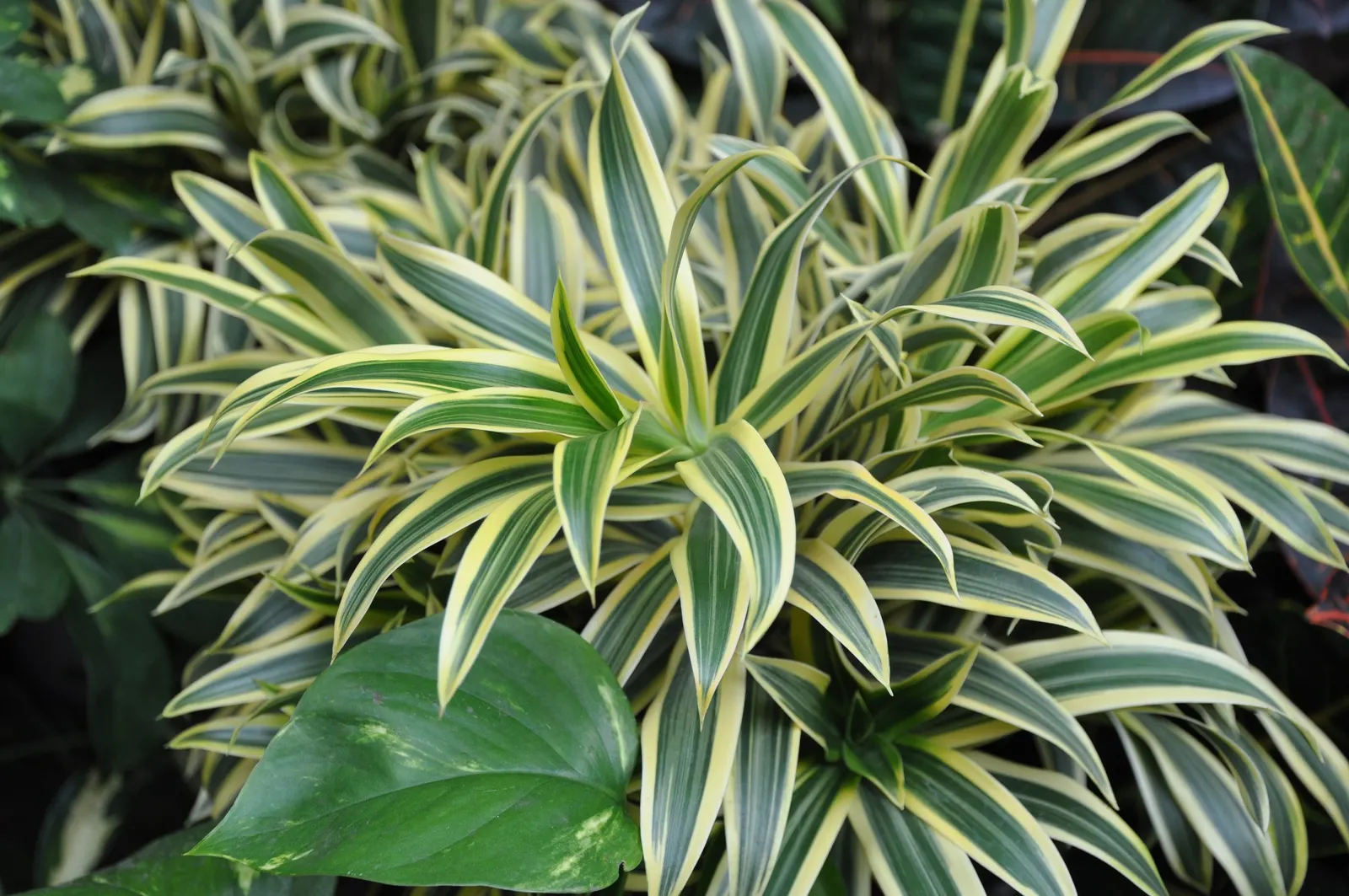 Song Of India (Dracaena Reflexa 'Variegata') — featuring a blend of green with cream or yellow margins