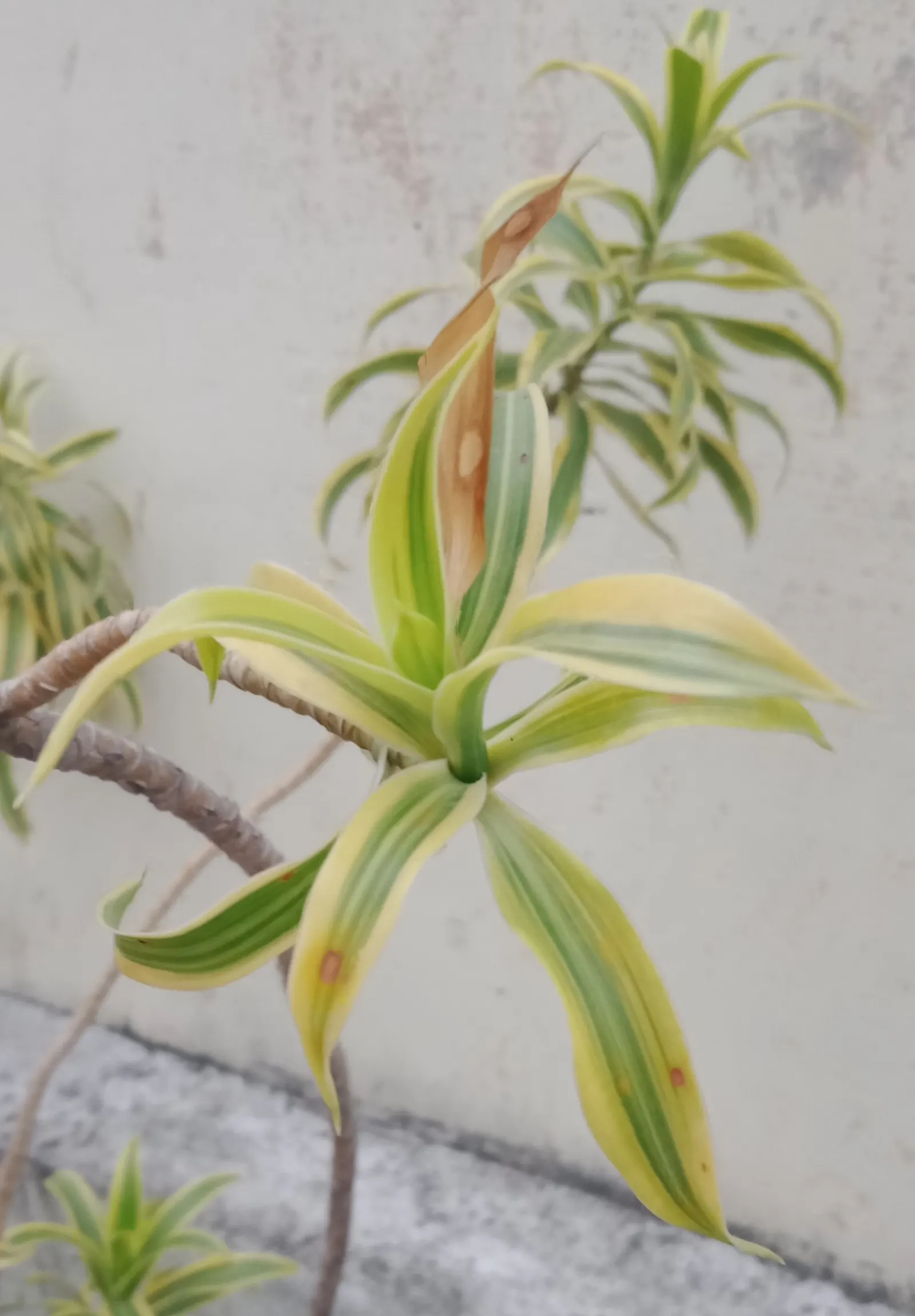 Song Of India (Dracaena Reflexa 'Variegata') — Requires well-draining soil and moderate water