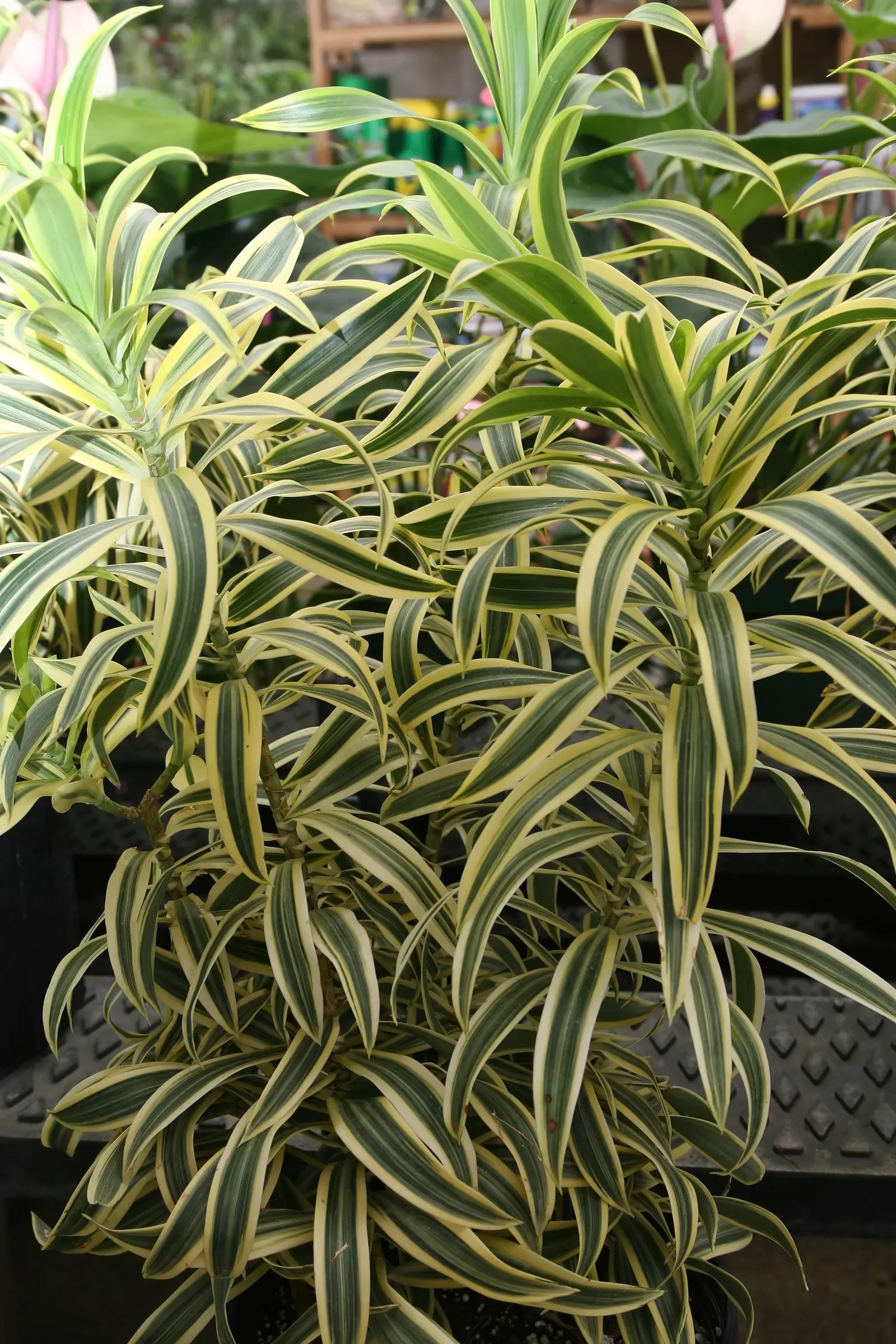 Song Of India (Dracaena Reflexa 'Variegata') — This evergreen shrub boasts slender leaves that can reach lengths of 6 to 8 inches