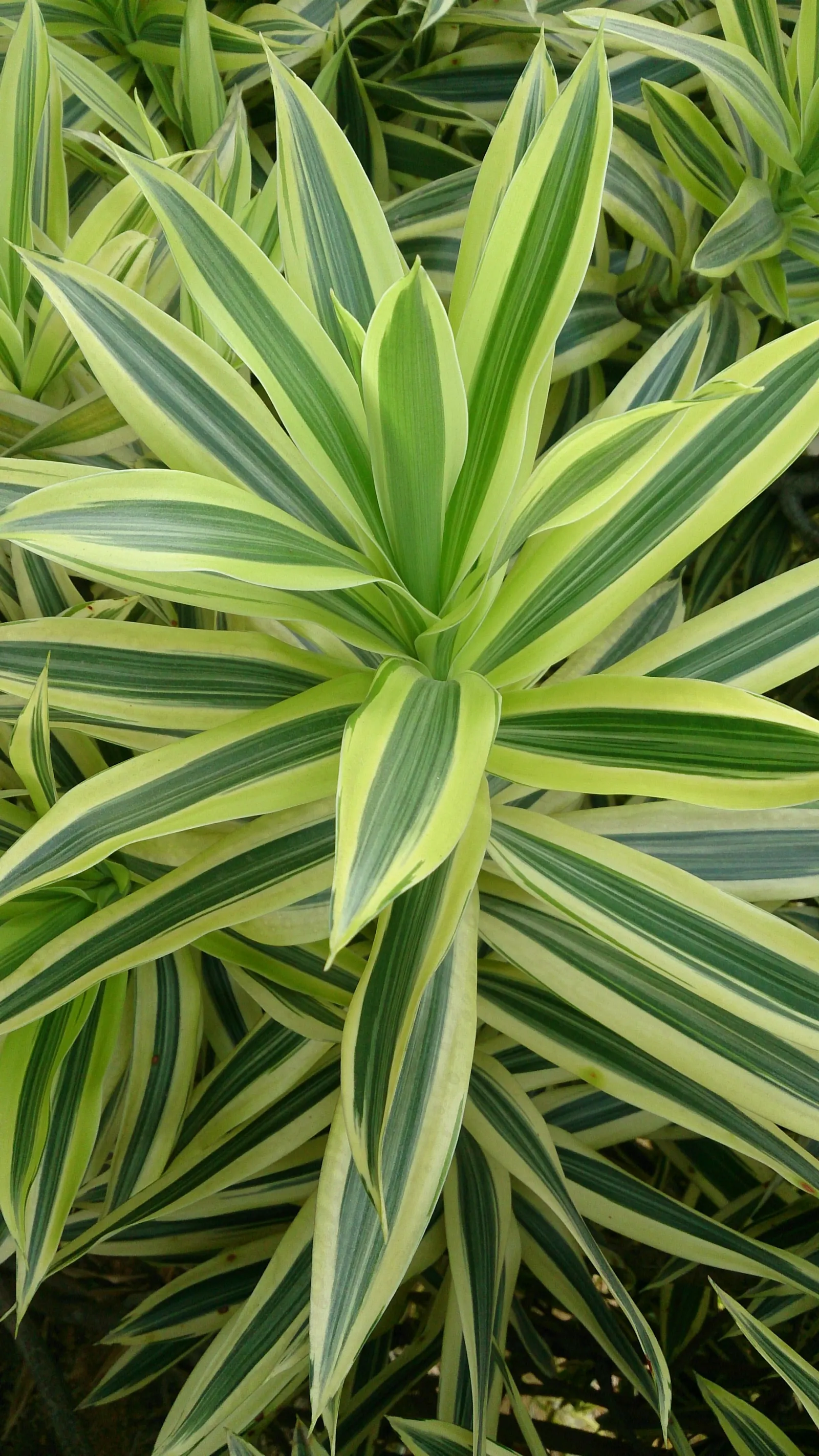 Song Of India (Dracaena Reflexa 'Variegata') — though it can adapt to low-light conditions