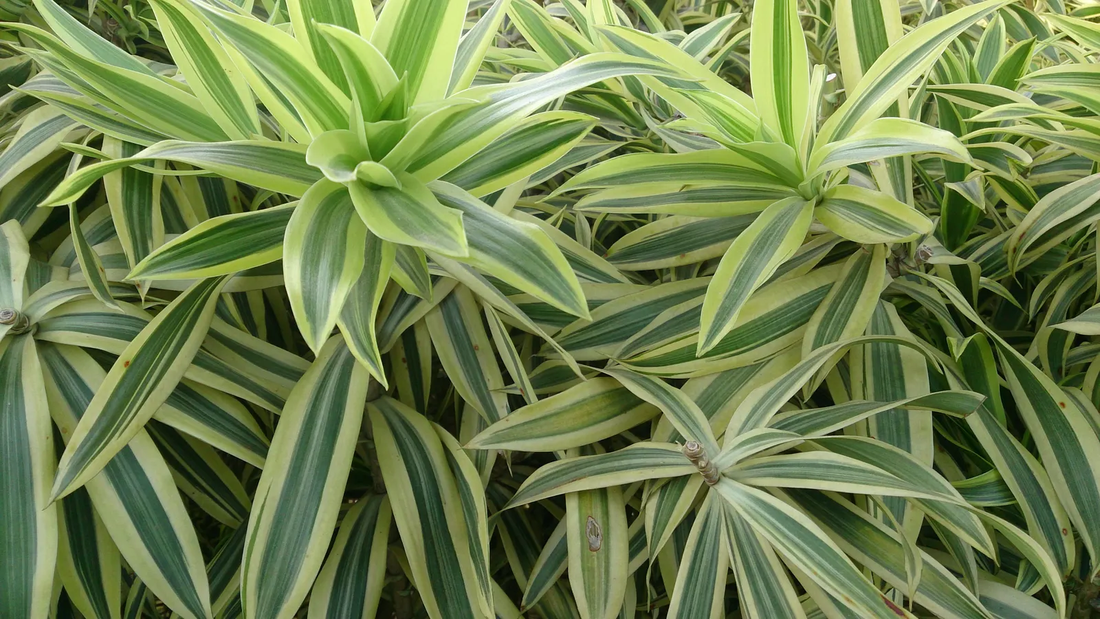Song Of India (Dracaena Reflexa 'Variegata') — tropical specimen that adds a touch of exotic flair to any landscape design