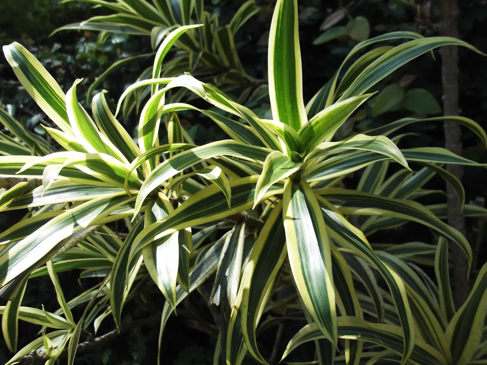 Song Of India (Dracaena Reflexa 'Variegata') — the foliage exhibits a stunning palette of green accented with cream or light yellow stripes