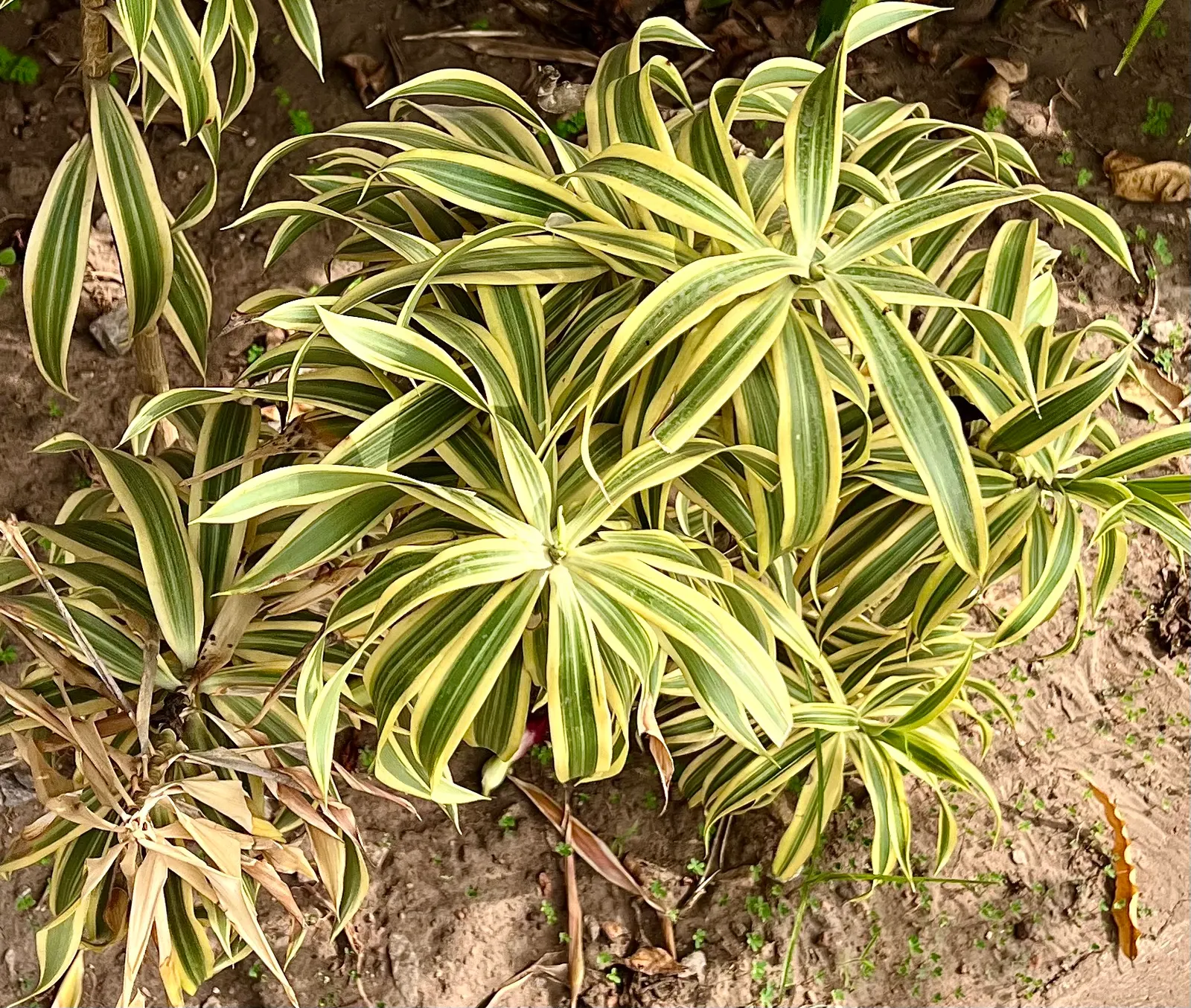 Song Of India (Dracaena Reflexa 'Variegata') — providing a lively contrast against other greenery