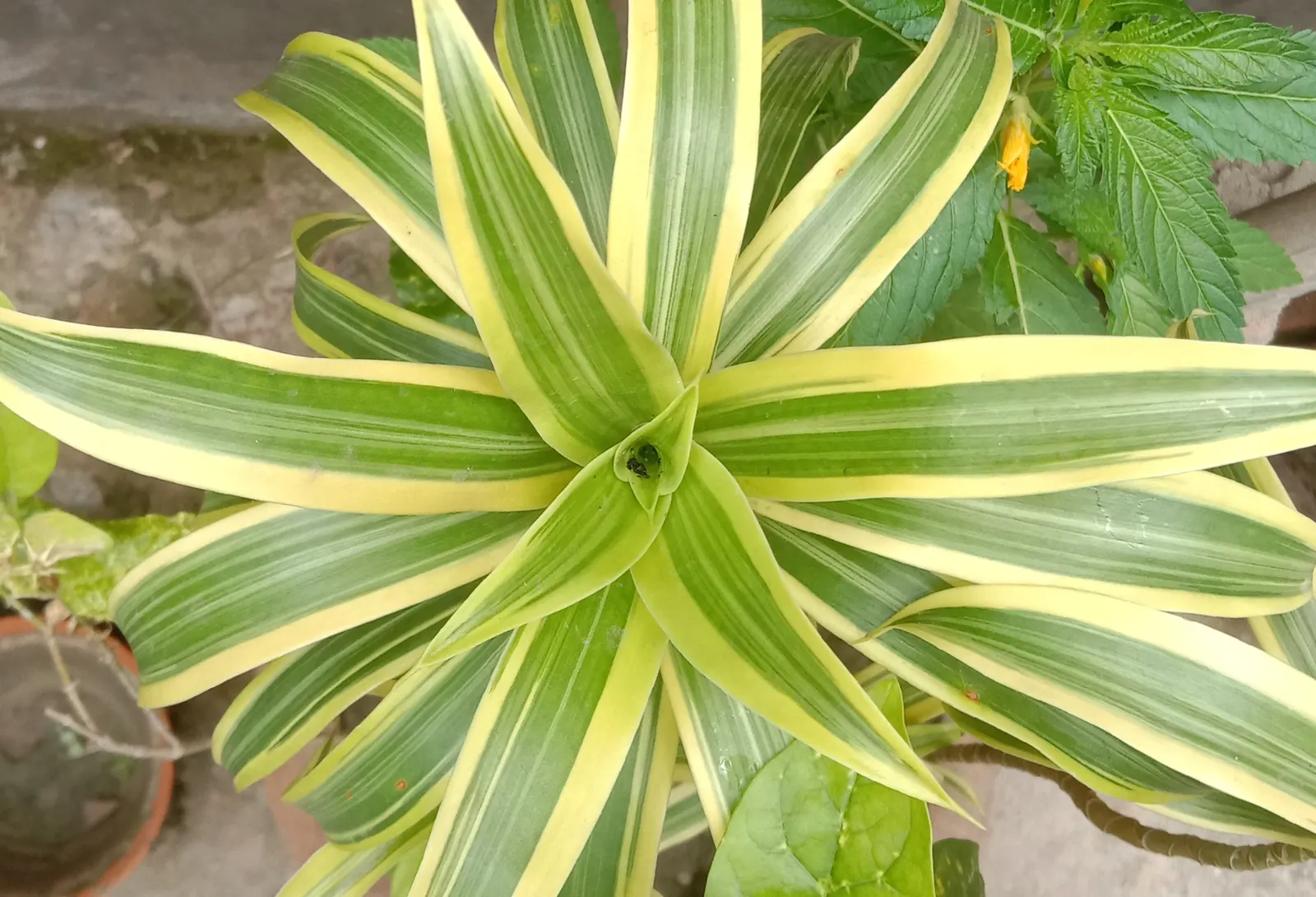 Song Of India (Dracaena Reflexa 'Variegata') — Ideal as a focal container specimen or for adding color contrast in tropical-themed gardens