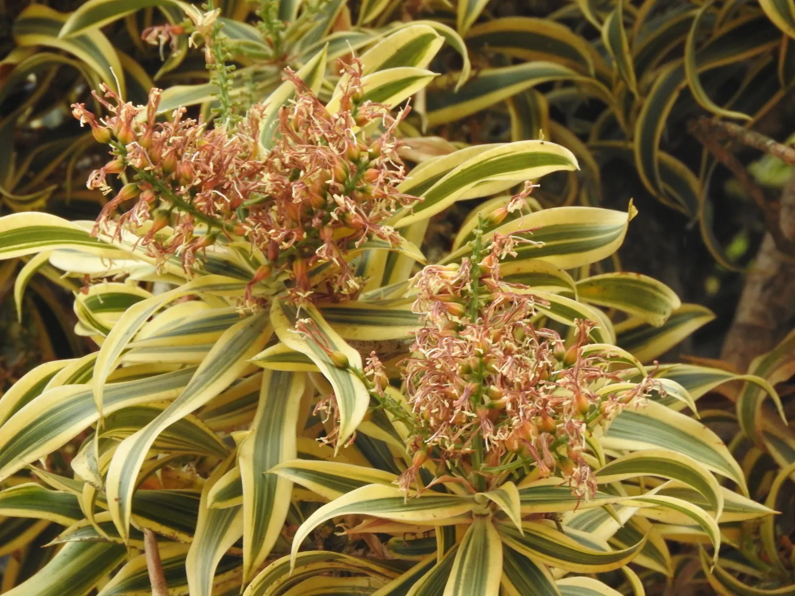 Song Of India (Dracaena Reflexa 'Variegata') — consider that it thrives in well-draining soil and prefers partial shade